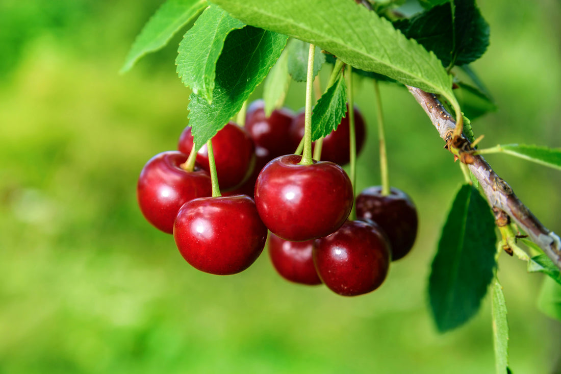 Cum tund un cireș? Sfaturi pentru Prunus avium