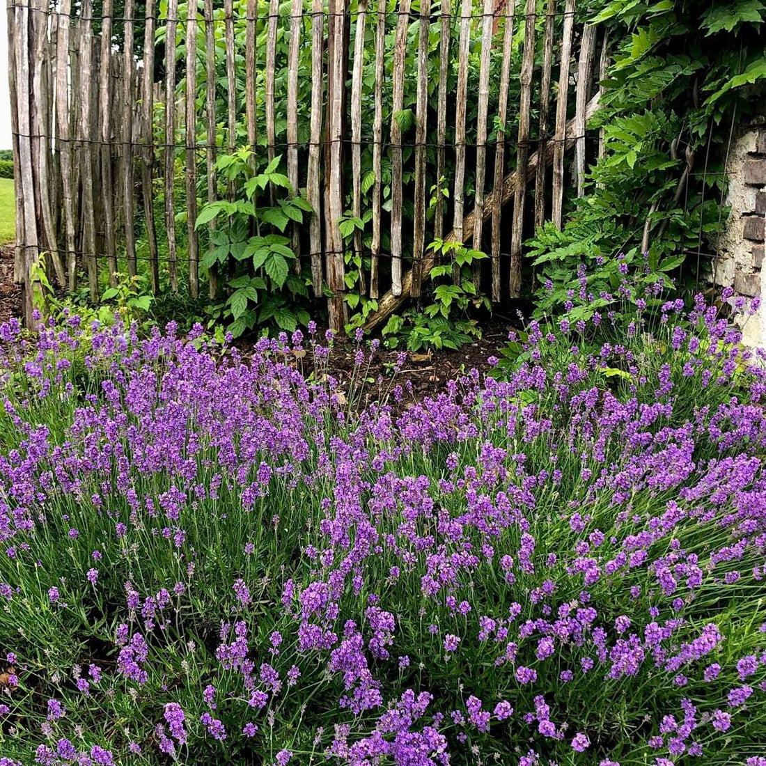 Cum și când se plantează Lavanda?