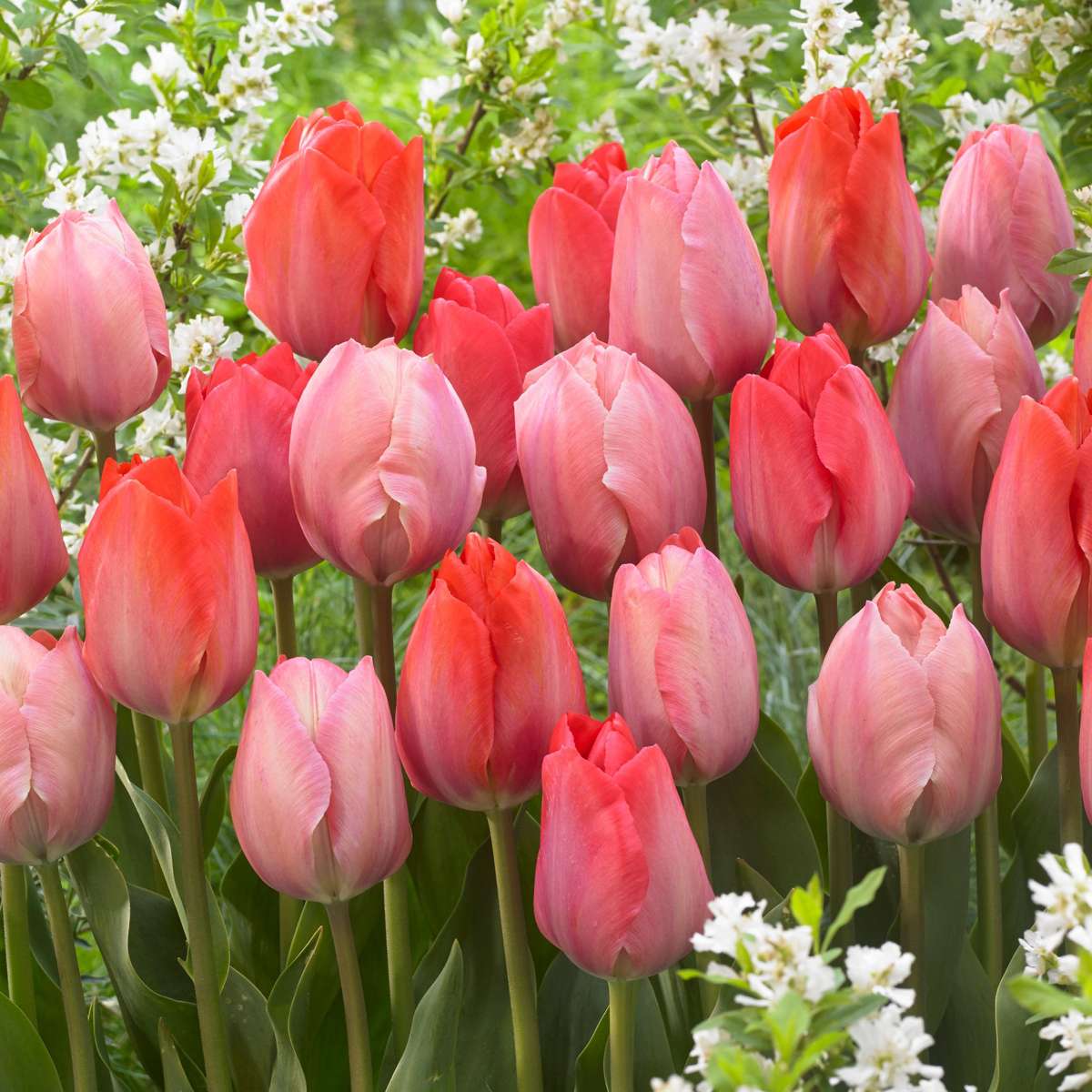 Bulbi de flori