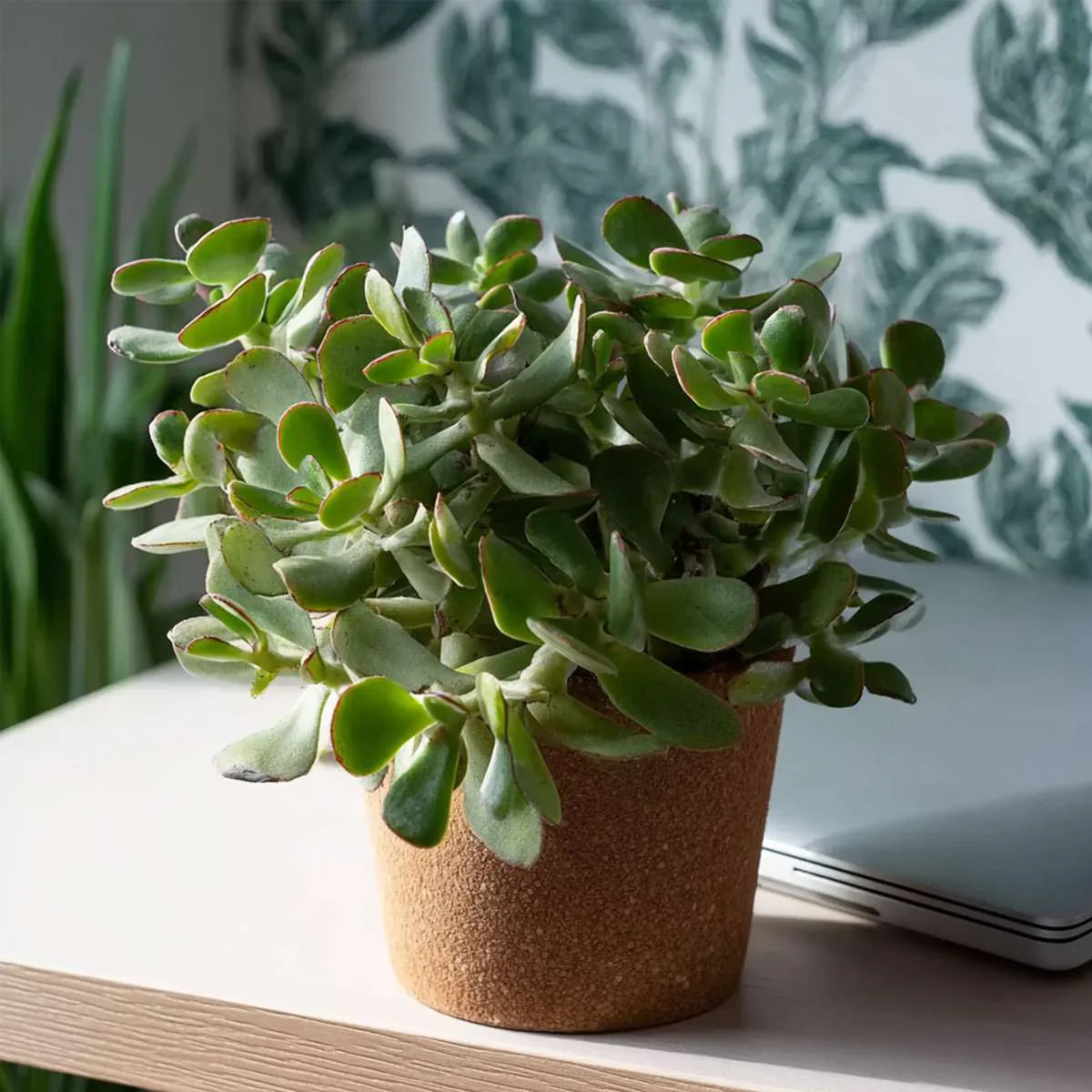 Plante de interior