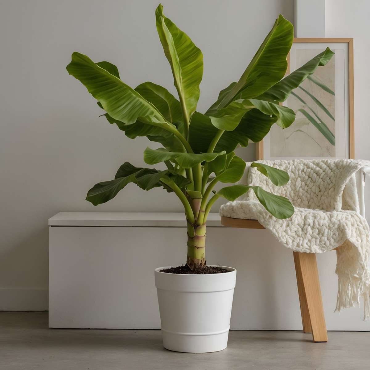 Banan japonez - Musa basjoo - Înălţime 55-70cm - ⌀21cm