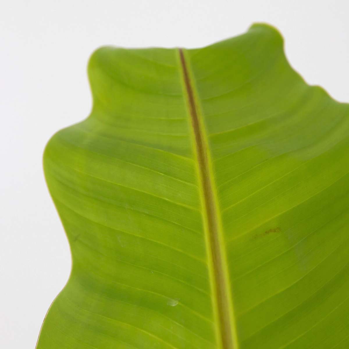 Banan japonez - Musa basjoo - Înălţime 55-70cm - ⌀21cm