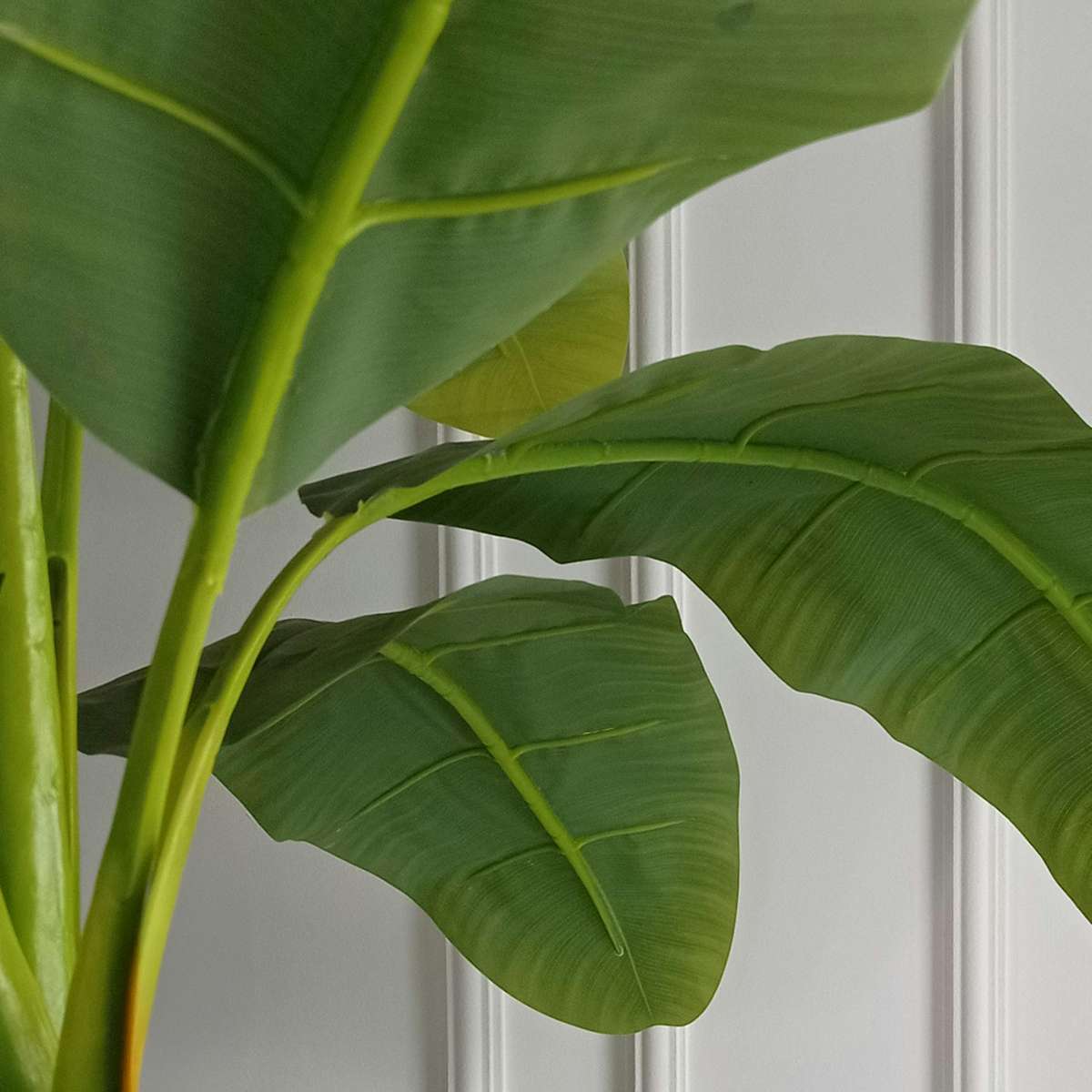 Banan japonez - Musa basjoo - Înălţime 55-70cm - ⌀21cm