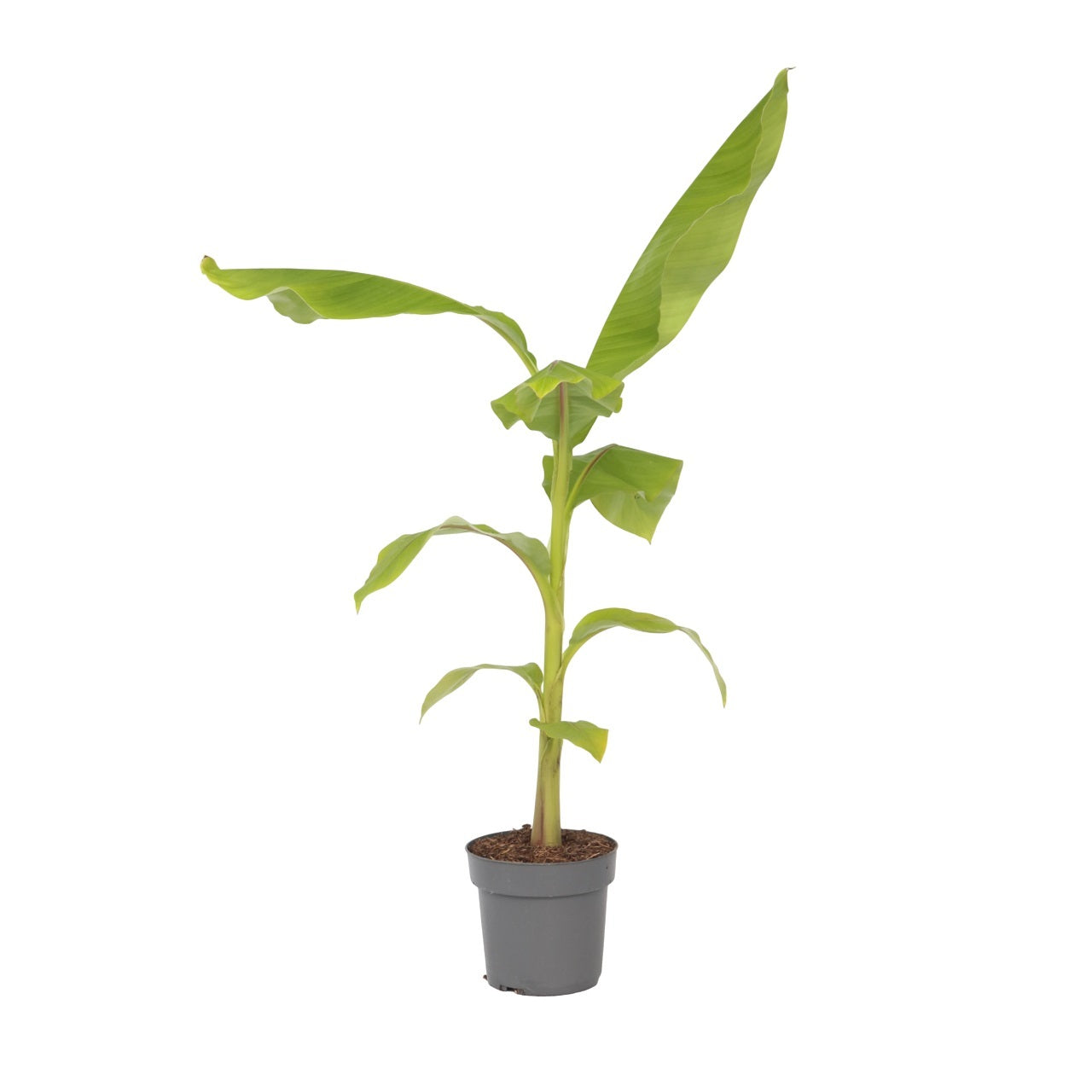 Banan japonez - Musa basjoo - Înălţime 55-70cm - ⌀21cm