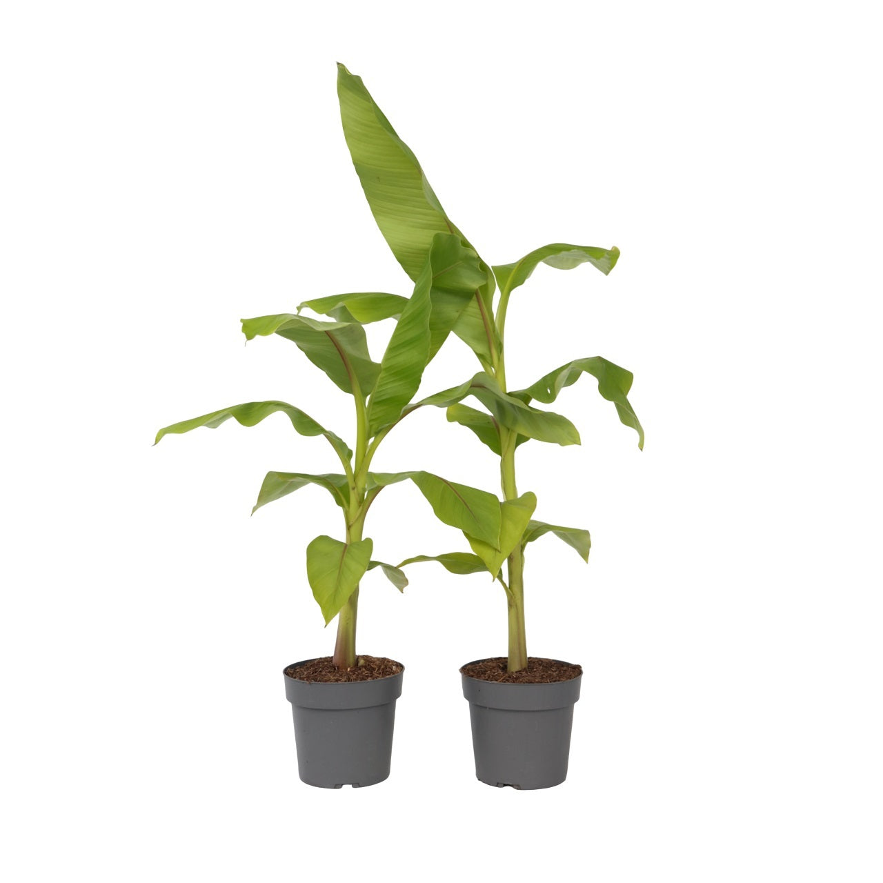 Banan japonez - 2 buc - Musa basjoo - Înălţime 55-70cm - ⌀21cm
