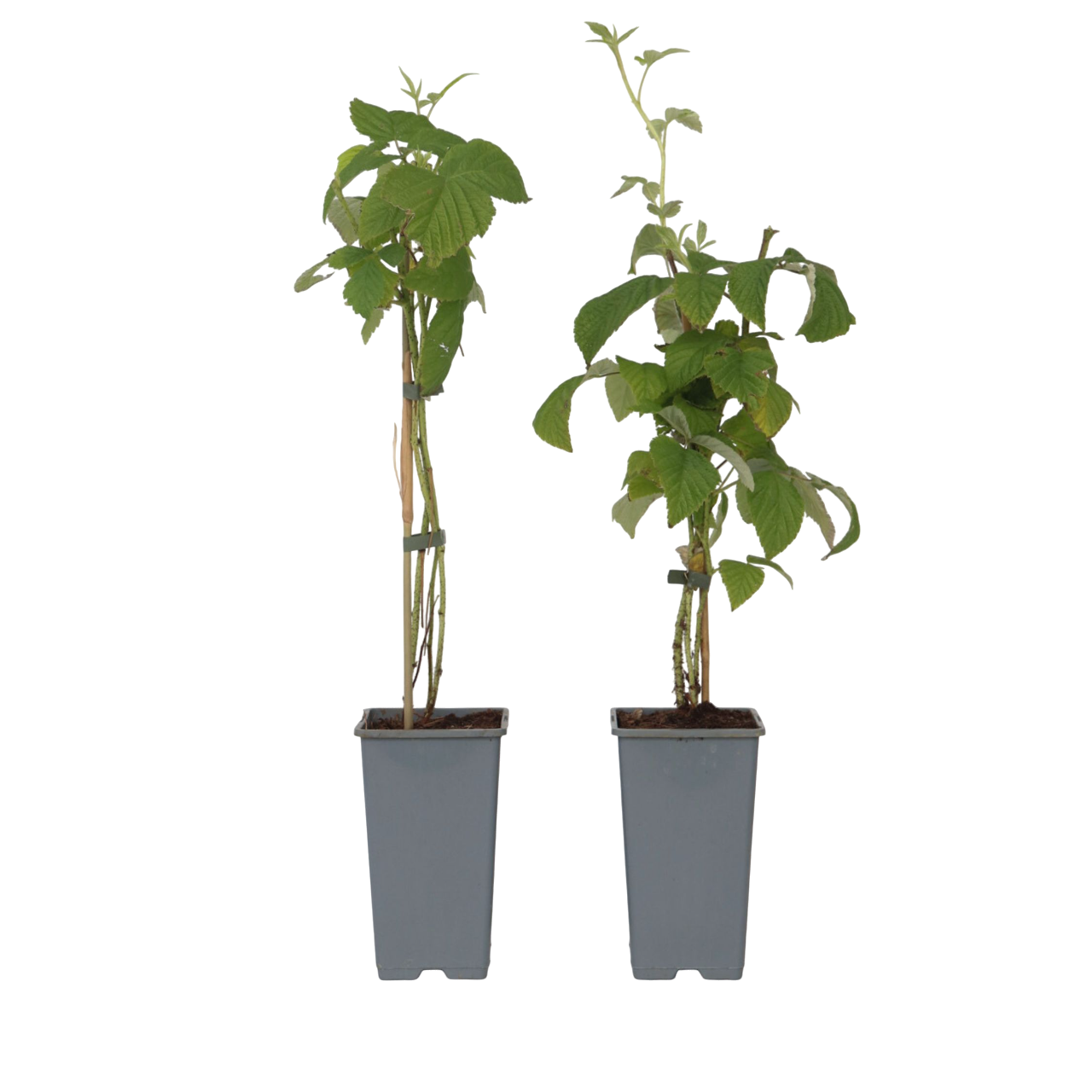 Zmeur - 2 buc - Rubus idaeus 'Malling Promise' - Înălţime 50-60cm - ⌀15cm