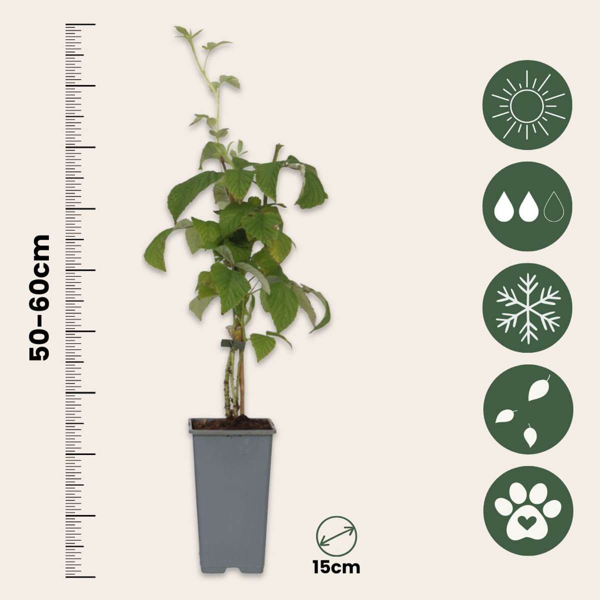 Zmeur - 2 buc - Rubus idaeus 'Malling Promise' - Înălţime 50-60cm - ⌀15cm