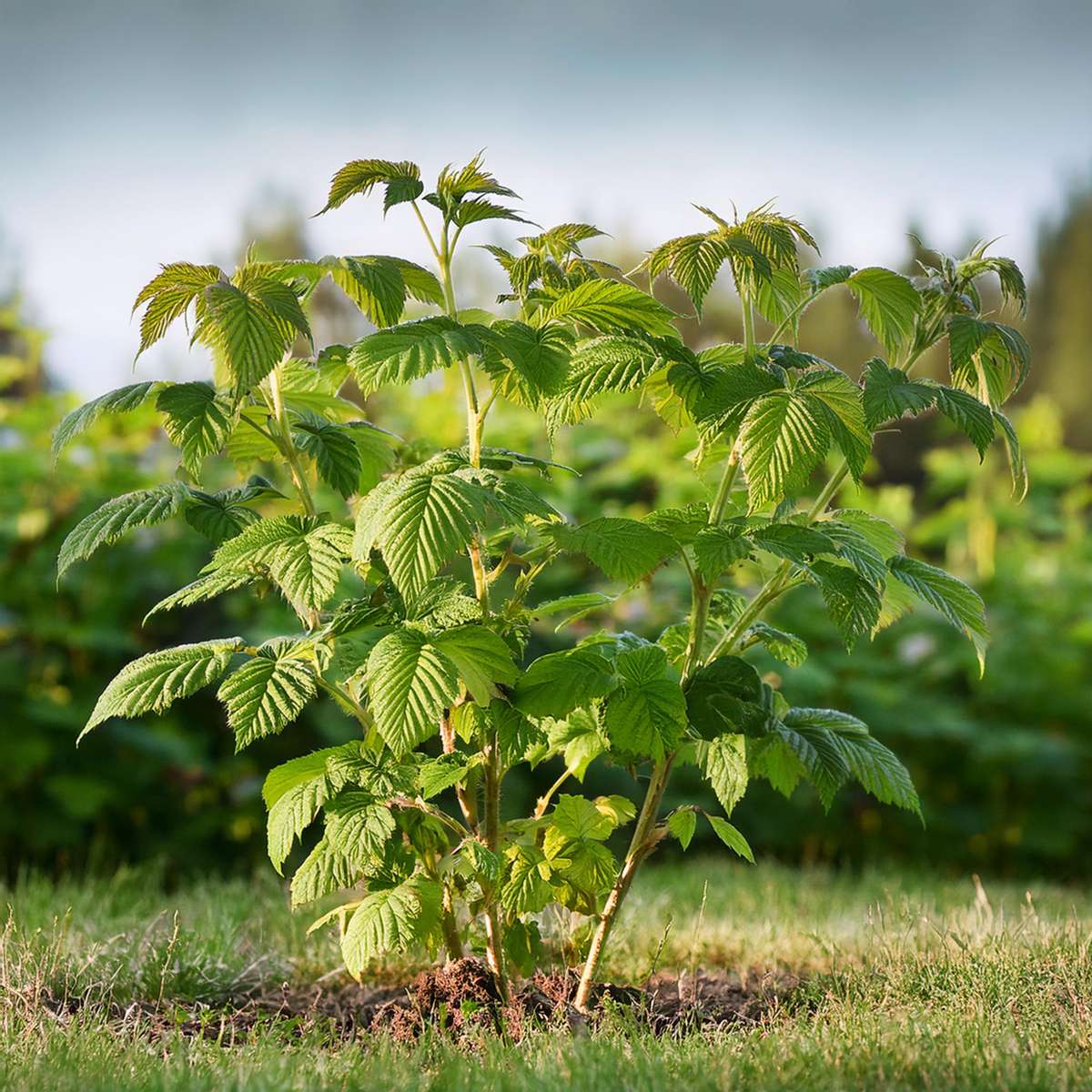 Zmeur - 4 buc - Rubus idaeus 'Malling Promise' - Înălţime 50-60cm - ⌀15cm