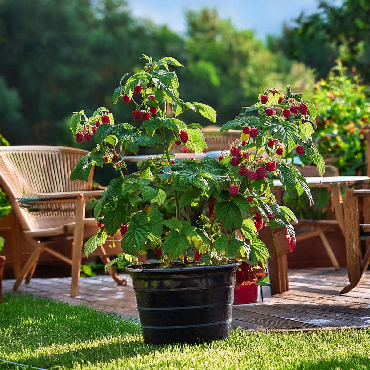 Zmeur - 4 buc - Rubus idaeus 'Malling Promise' - Înălţime 50-60cm - ⌀15cm