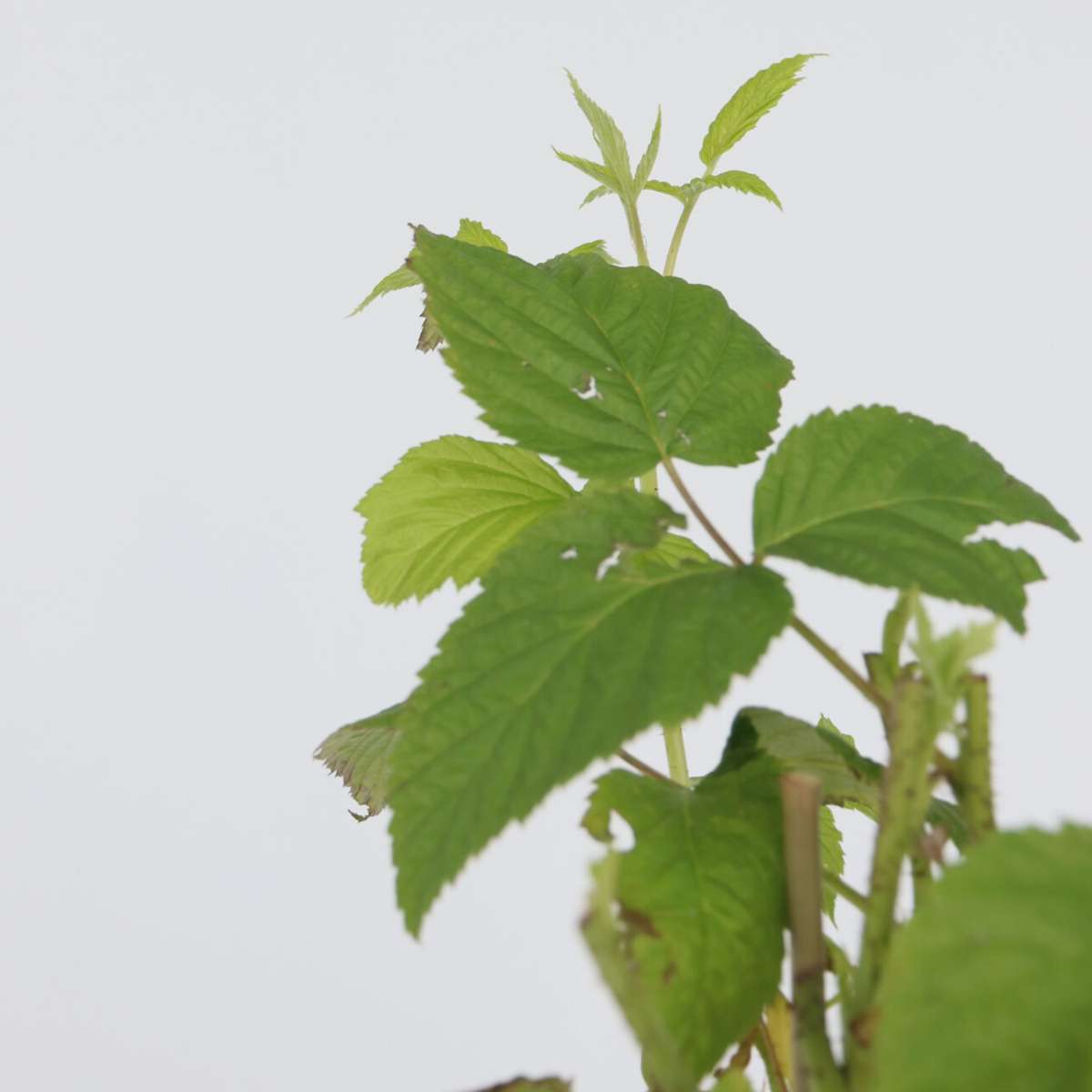 Zmeur - 4 buc - Rubus idaeus 'Malling Promise' - Înălţime 50-60cm - ⌀15cm
