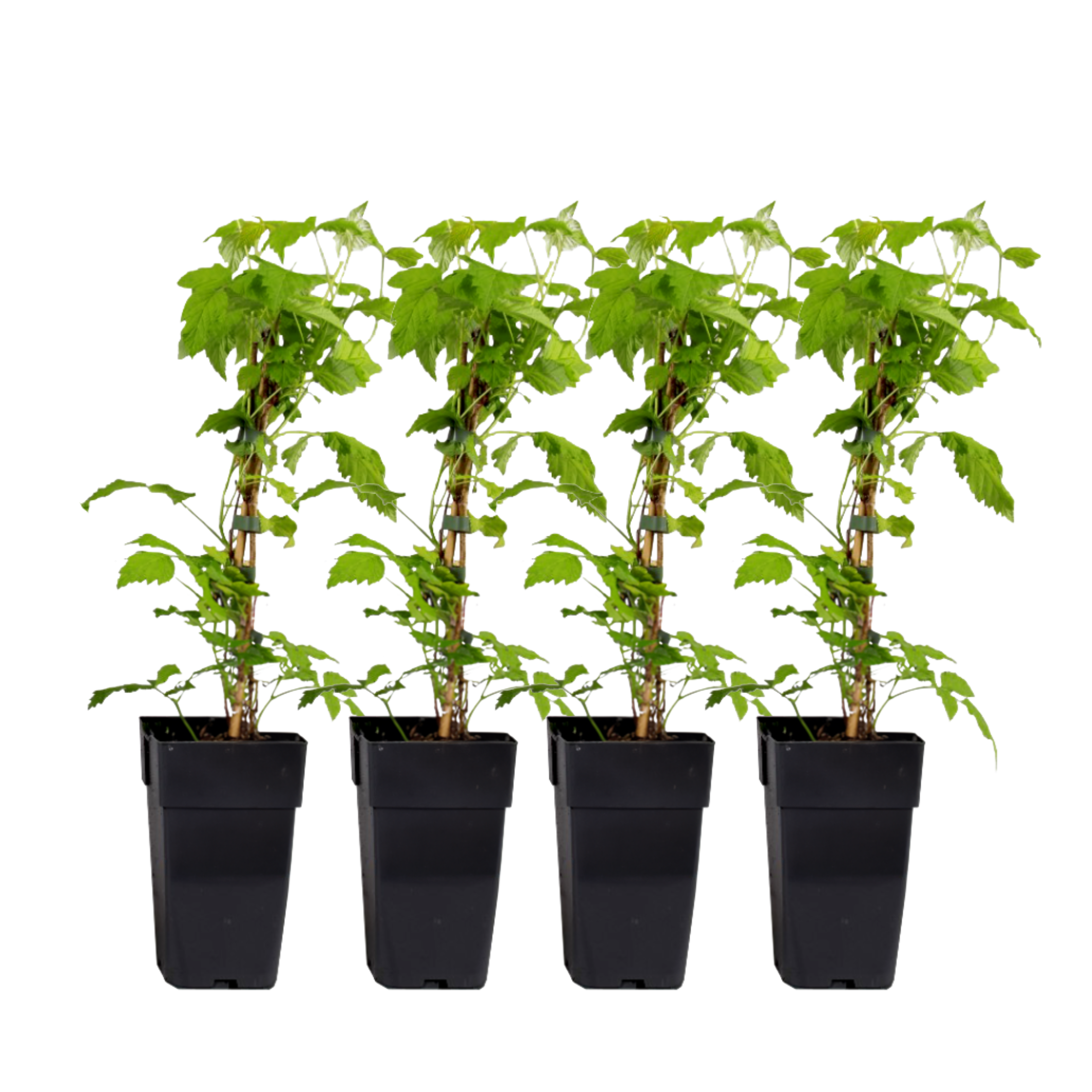 Zmeur - 4 buc - Rubus idaeus 'Malling Promise' - Înălţime 50-60cm - ⌀15cm