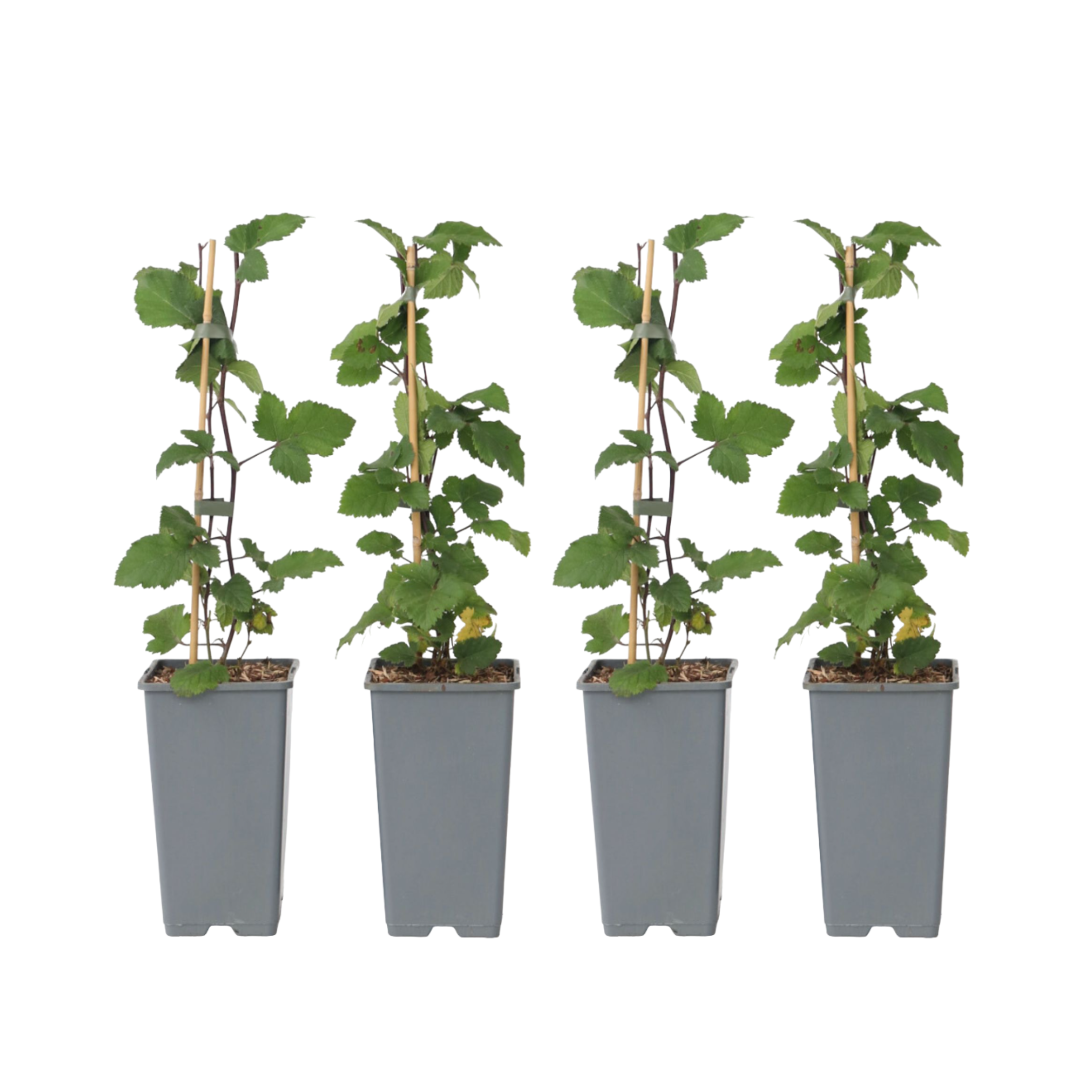 Coacăz roșu - 4 buc - Ribes rubrum 'Jonkheer van Tets' - În. 50-60cm - ⌀15cm