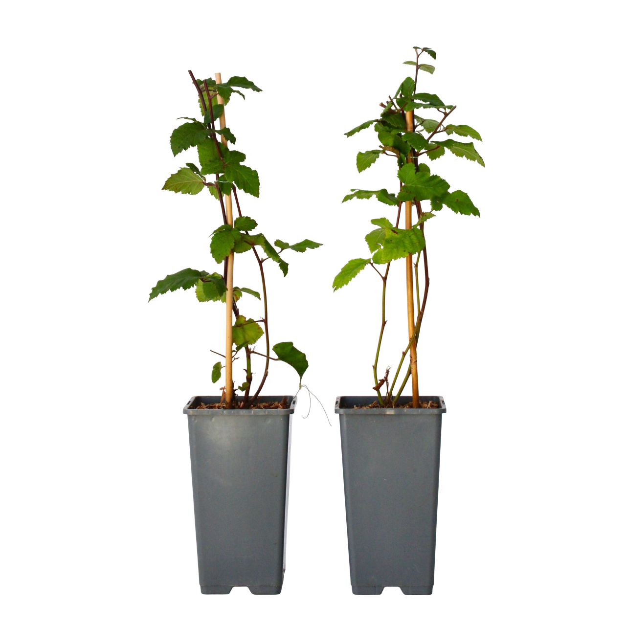 Mur - 2 buc - Rubus fruticosus 'Thornfree' - Înălţime 50-60cm - ⌀15cm