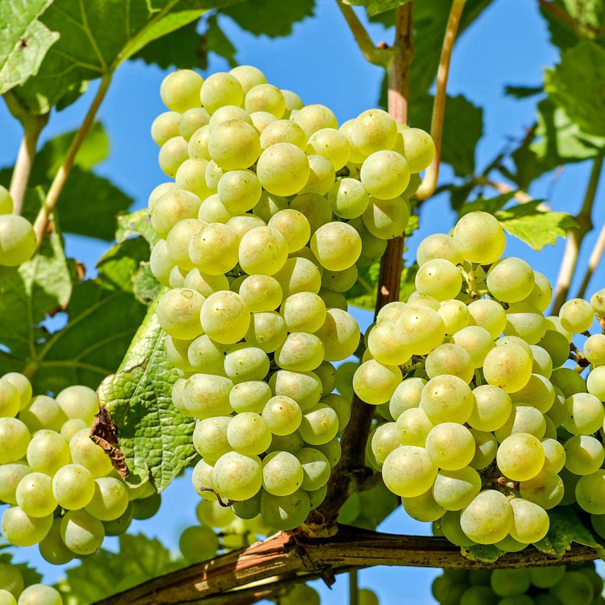 Viță de vie - Vitis vinifera 'Himrod' - Înălţime 60-75cm - ⌀21cm