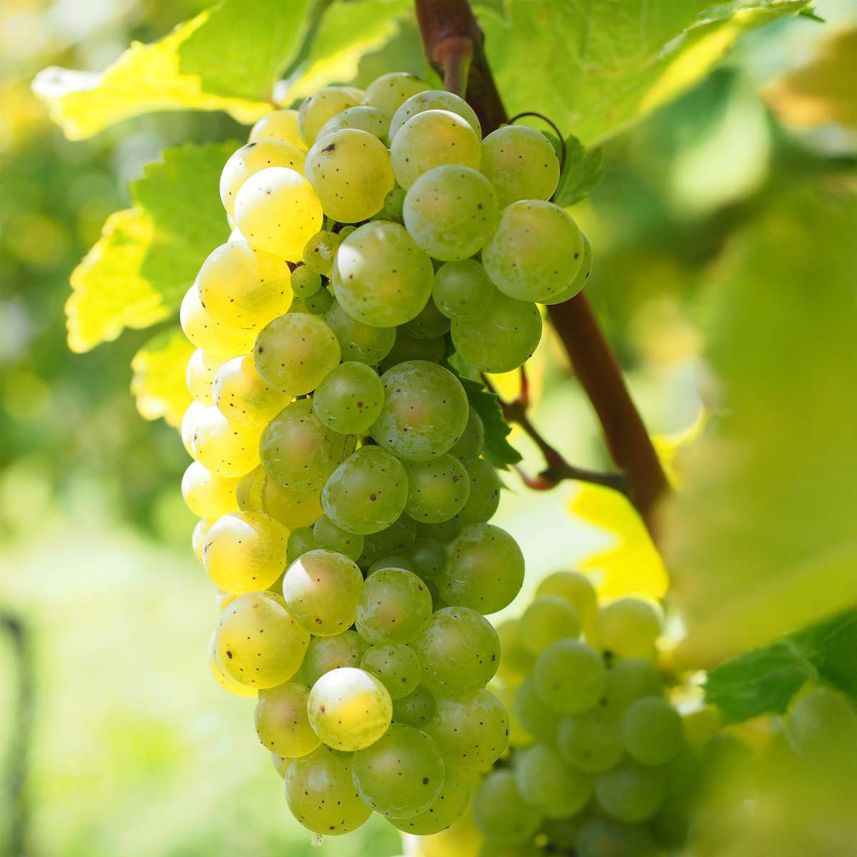 Viță de vie - Vitis vinifera 'Himrod' - Înălţime 60-75cm - ⌀21cm