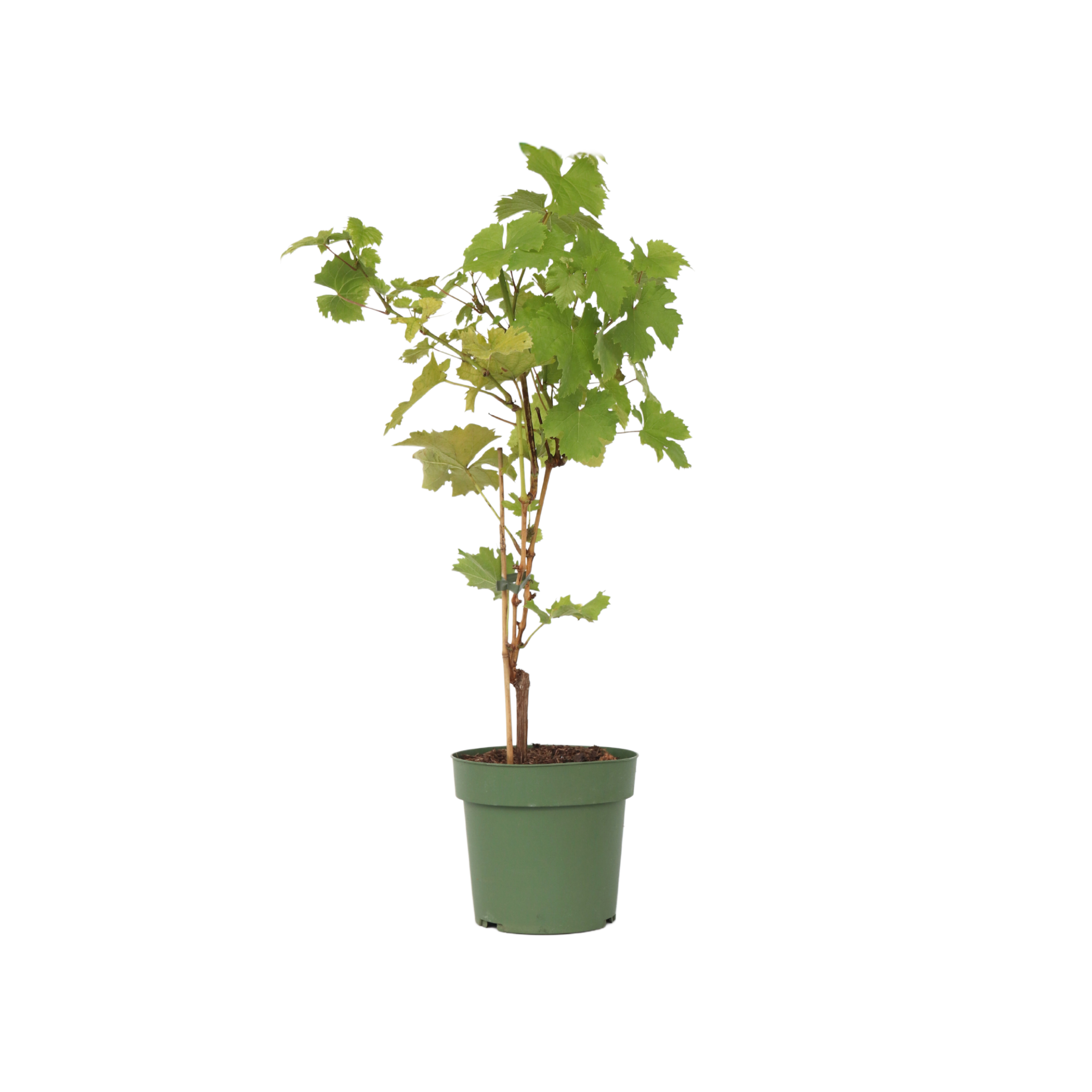 Viță de vie - Vitis vinifera 'Himrod' - Înălţime 60-75cm - ⌀21cm