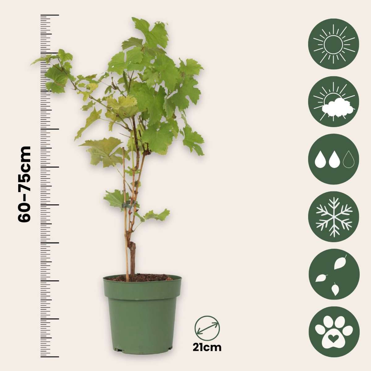 Viță de vie - Vitis vinifera 'Himrod' - Înălţime 60-75cm - ⌀21cm