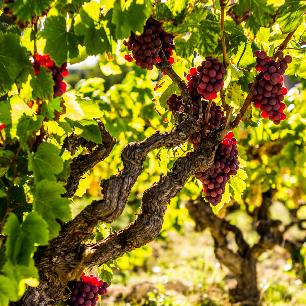 Viță de vie - 3 buc - Vitis vinifera 'pinot gris' - Înălţime 25-40cm - ⌀9cm