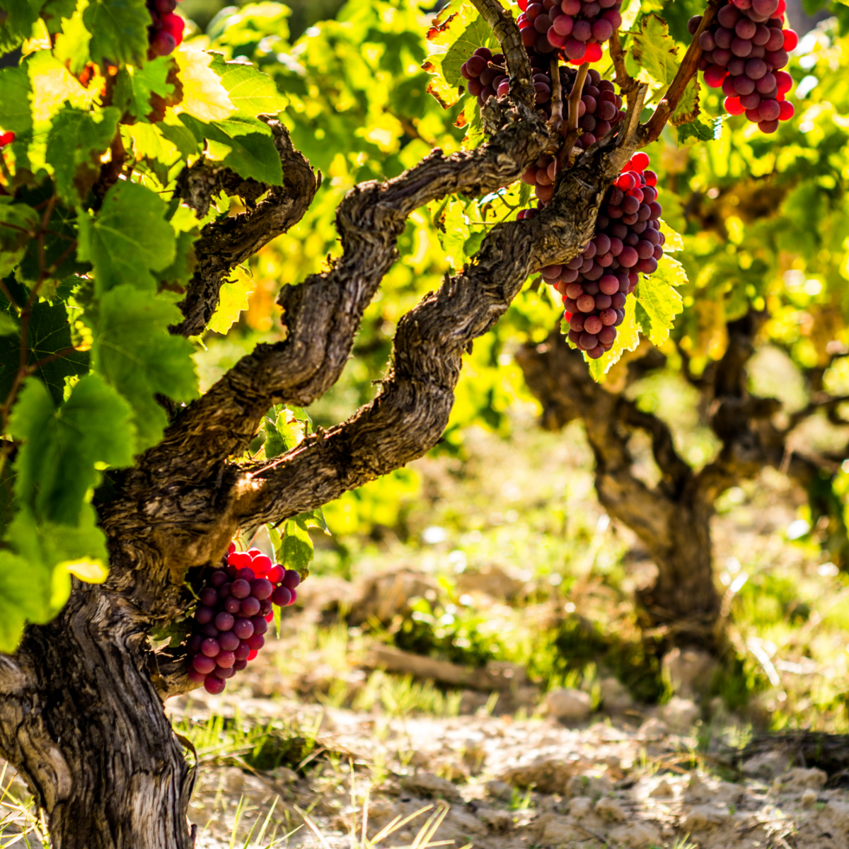 Viță de vie - Vitis vinifera 'Vanessa' - Înălţime 60-75cm - ⌀21cm