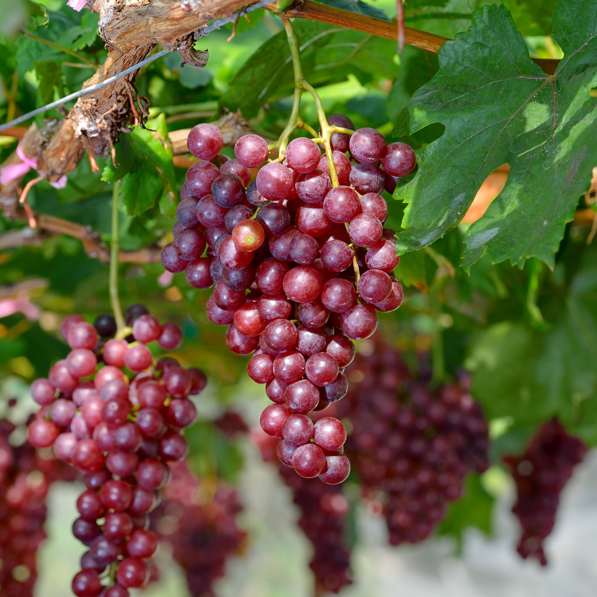 Viță de vie - Vitis vinifera 'Vanessa' - Înălţime 60-75cm - ⌀21cm