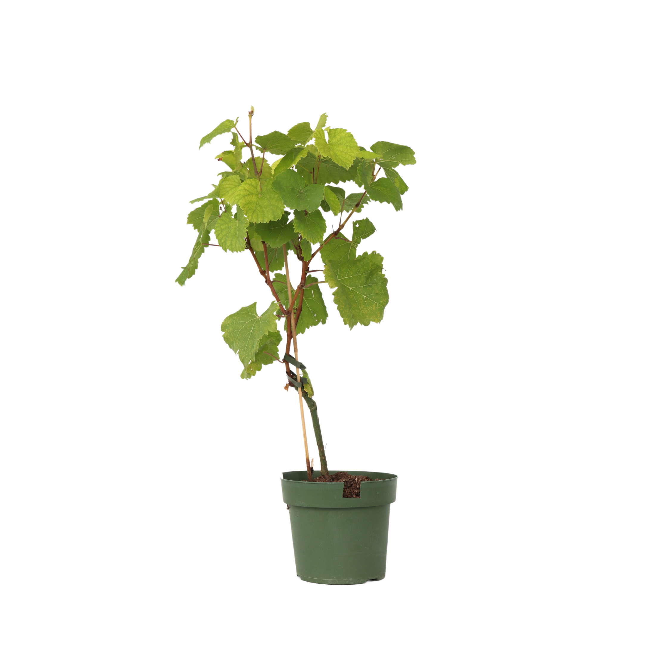 Viță de vie - Vitis vinifera 'Vanessa' - Înălţime 60-75cm - ⌀21cm