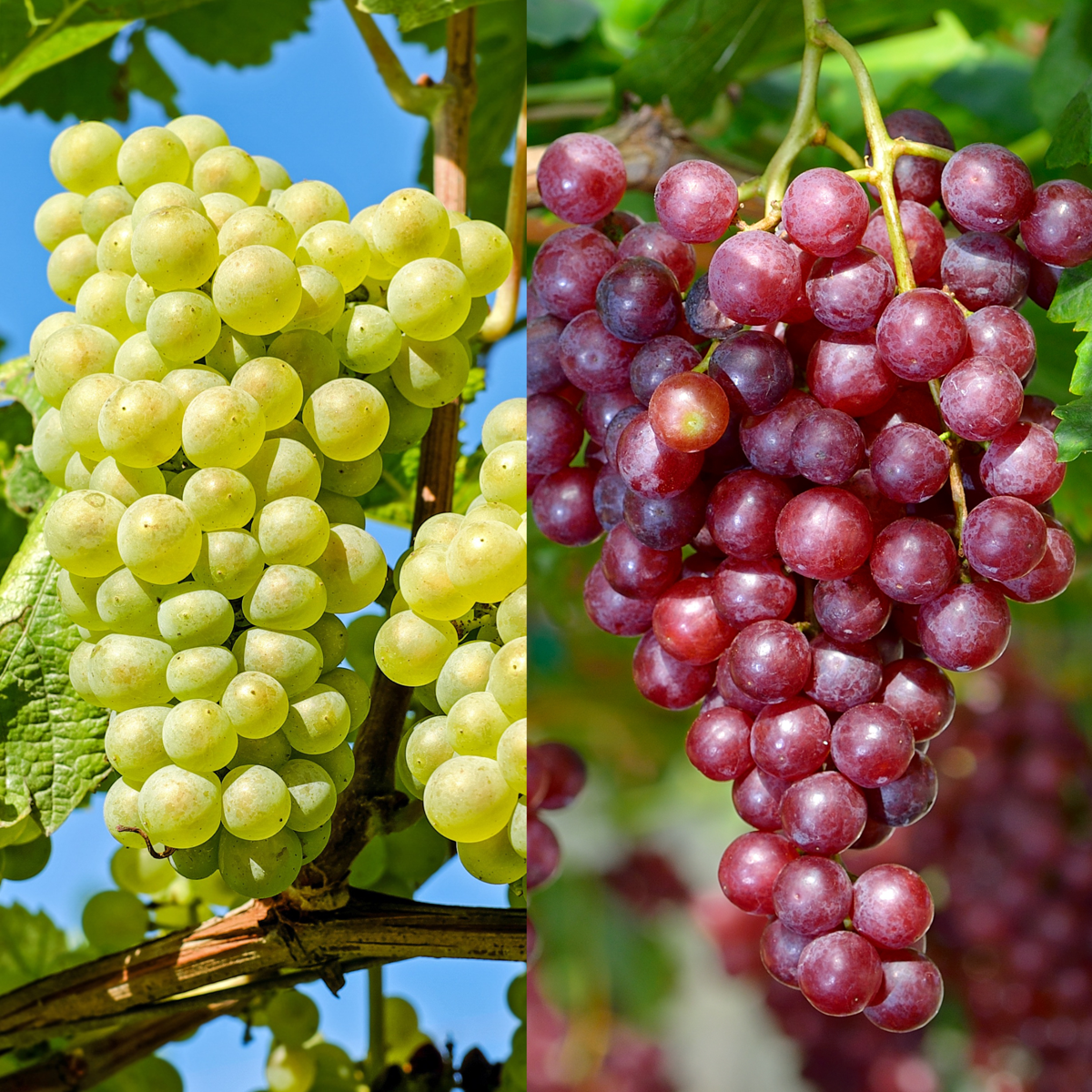 Viță de vie - 2 buc - Vitis 'Himrod', Vitis 'Vanessa' - Înălţime 60-75cm - ⌀21cm