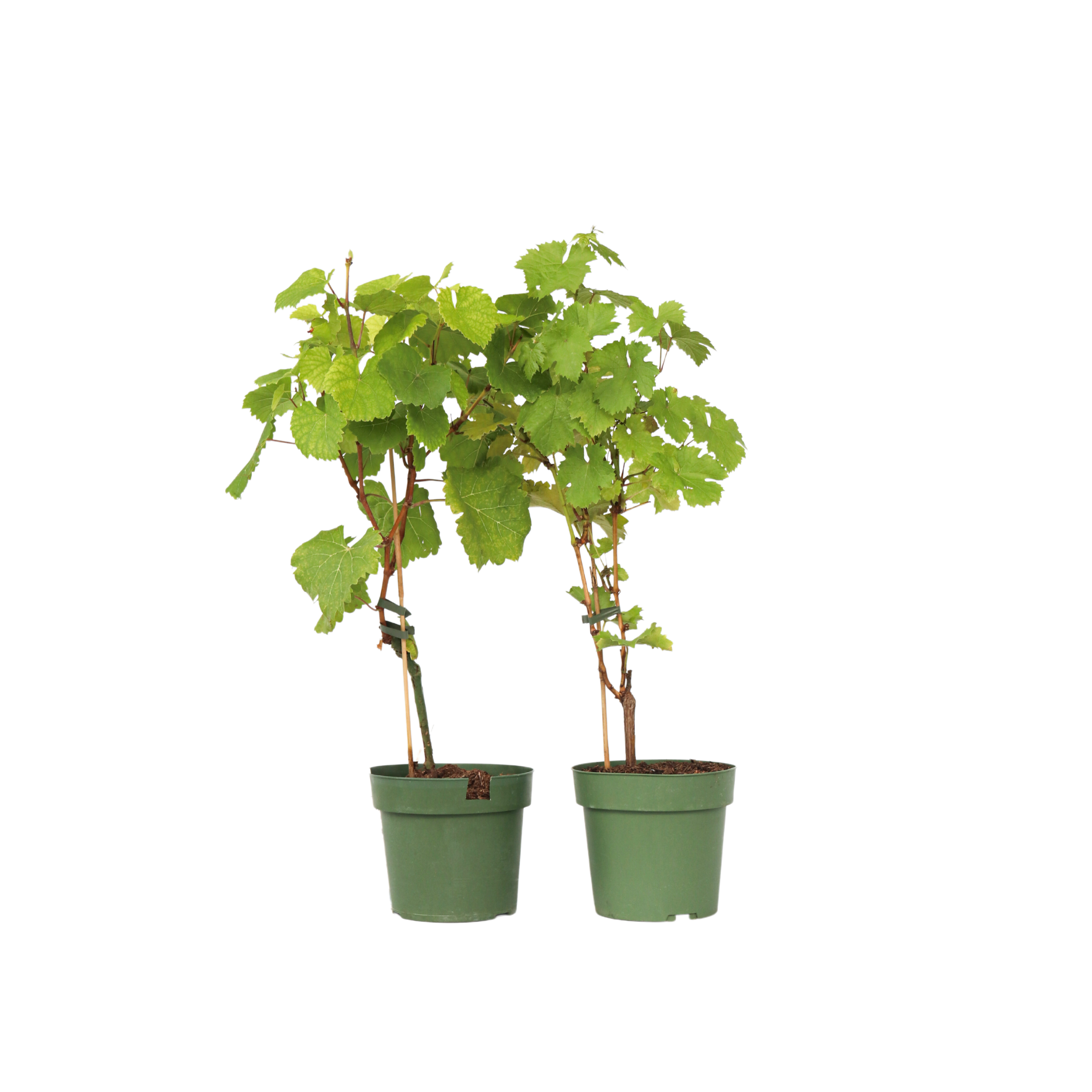 Viță de vie - 2 buc - Vitis 'Himrod', Vitis 'Vanessa' - Înălţime 60-75cm - ⌀21cm