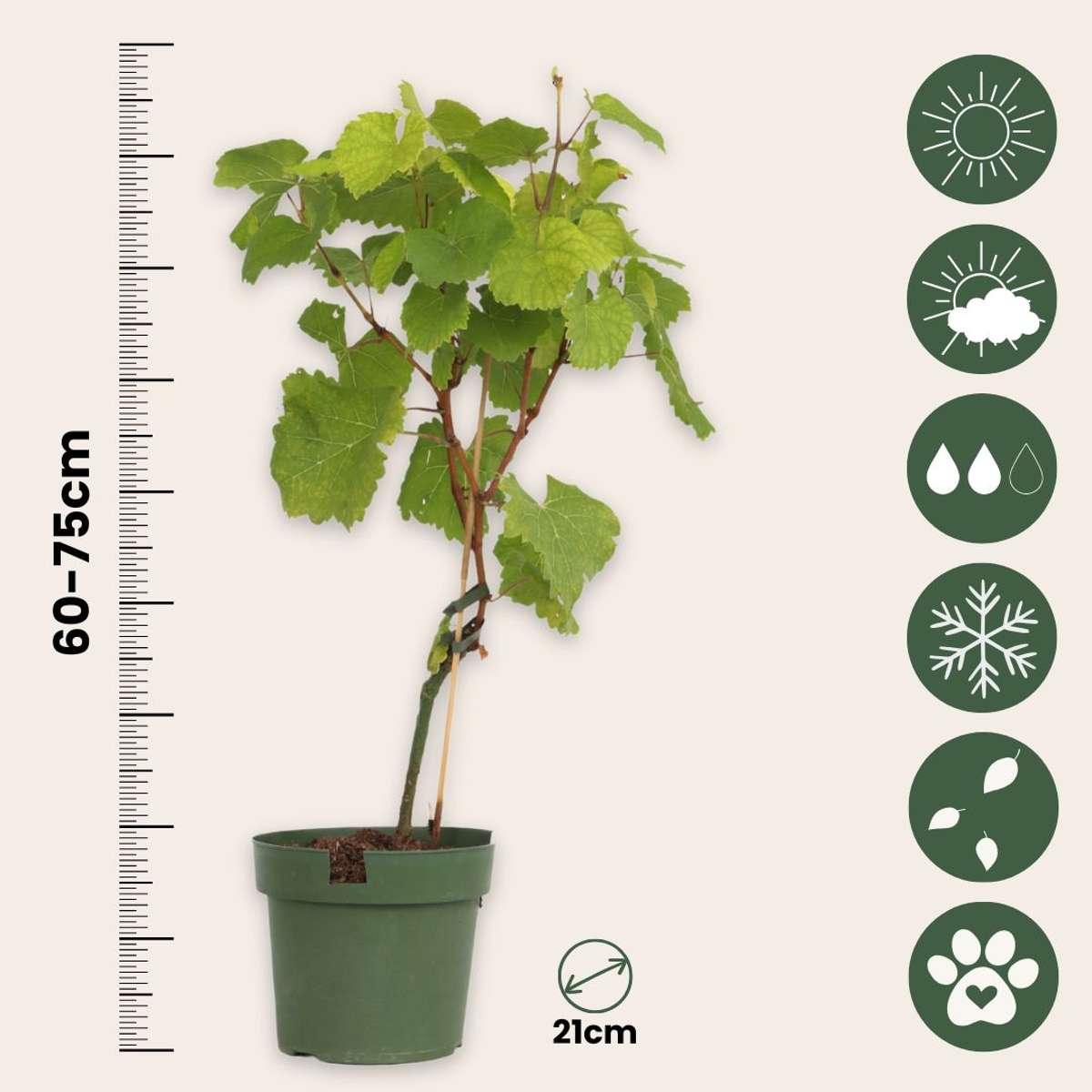 Viță de vie - 2 buc - Vitis 'Himrod', Vitis 'Vanessa' - Înălţime 60-75cm - ⌀21cm