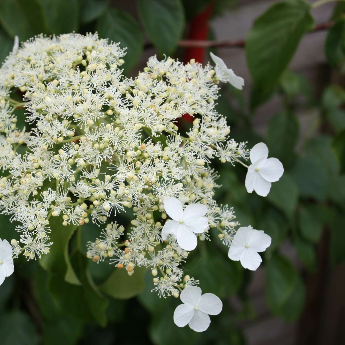 Hortensie - 2 buc - Hydrangea anomale Petiolaris - Înălţime 60-70cm - ⌀15cm