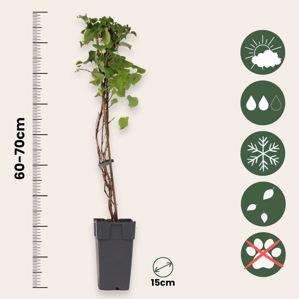 Hortensie - 2 buc - Hydrangea anomale Petiolaris - Înălţime 60-70cm - ⌀15cm