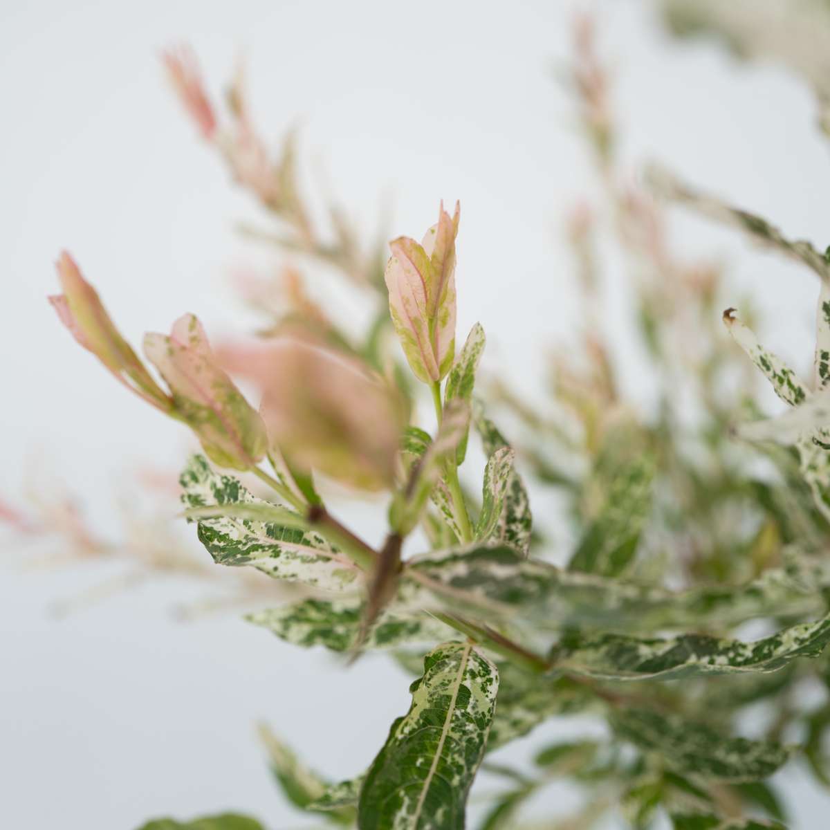 Salcie pestriță - Salix integra 'Flamingo' - Înălțime 60-80cm - Ghiveci 17cm