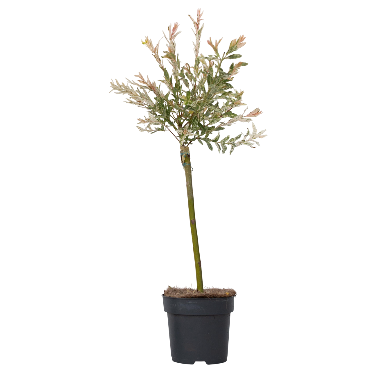 Salcie pestriță - Salix integra 'Flamingo' - Înălțime 60-80cm - Ghiveci 17cm