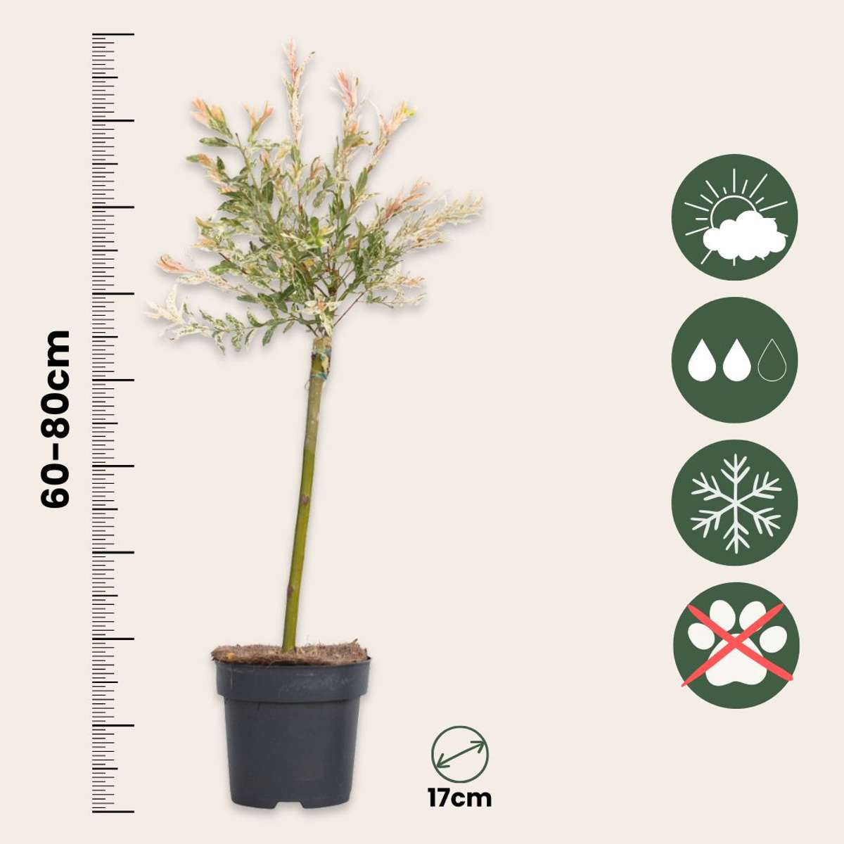 Salcie pestriță - Salix integra 'Flamingo' - Înălțime 60-80cm - Ghiveci 17cm