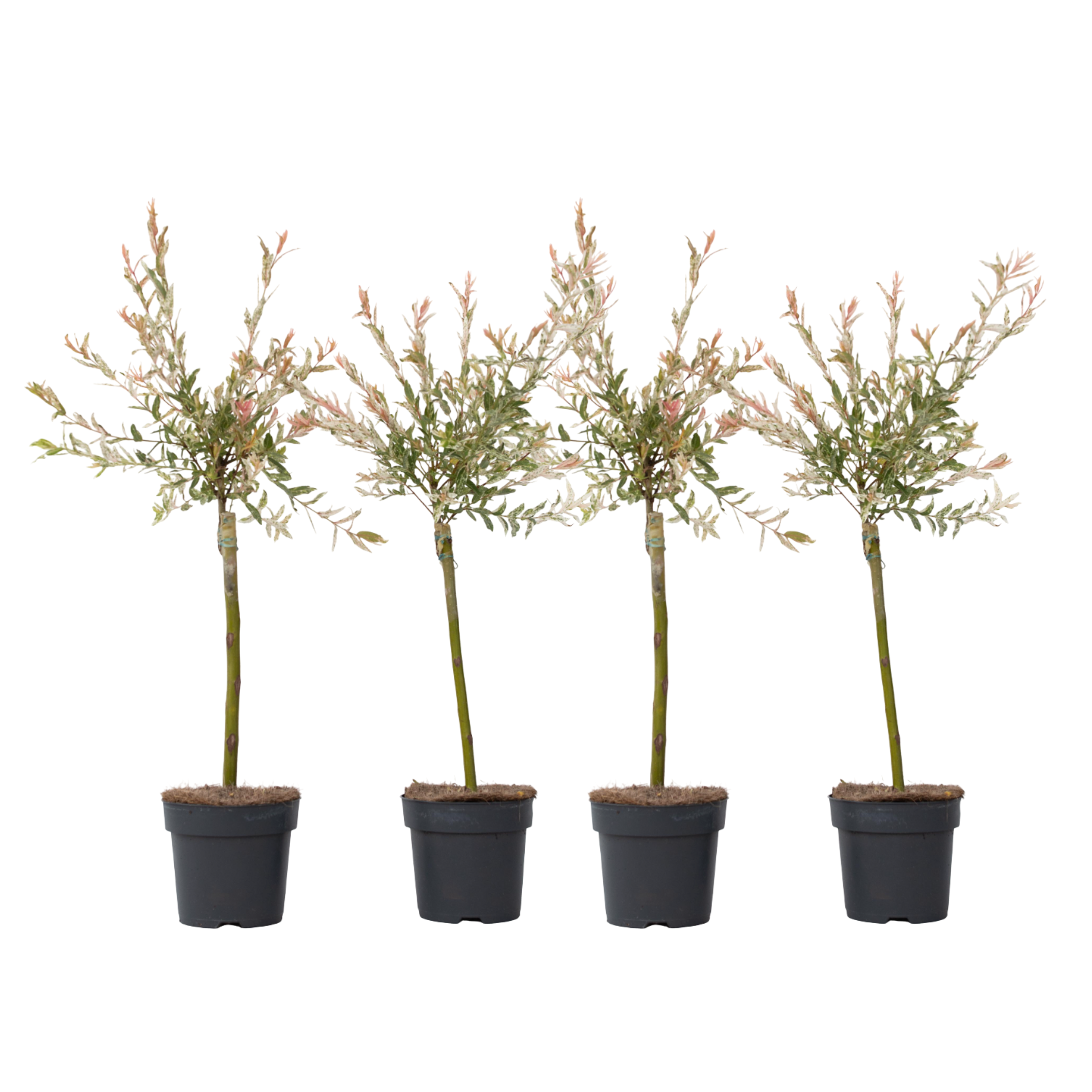 Salcie - 4 buc - Salix integra 'Flamingo' - Înălţime 60-80cm - ⌀17cm