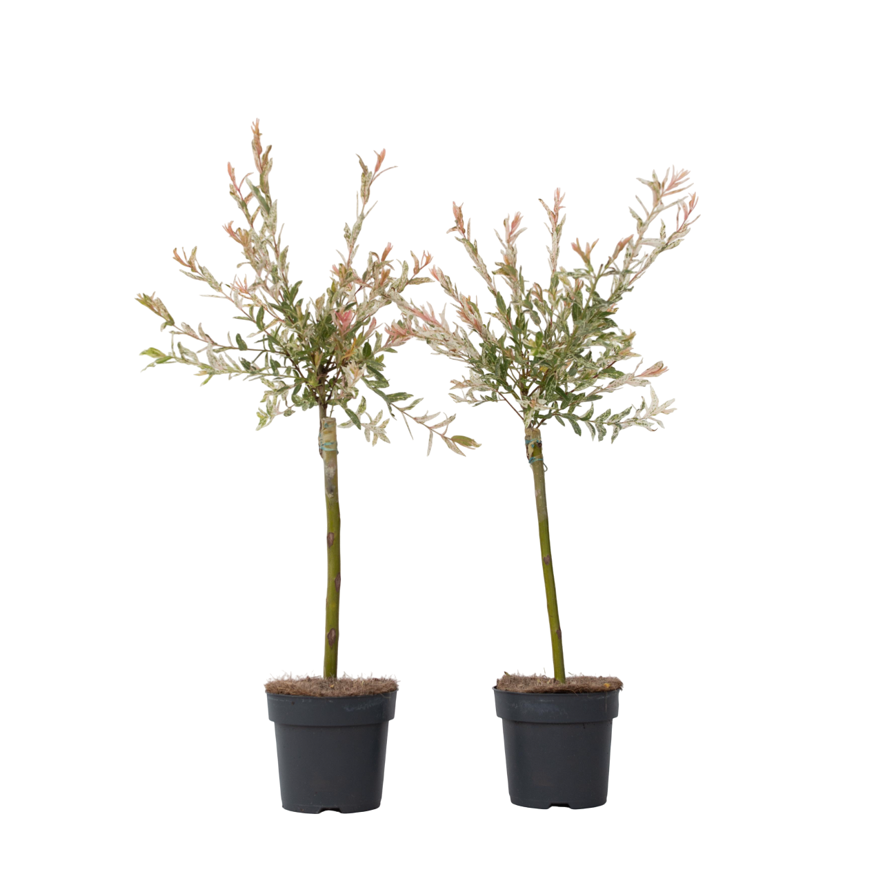 Salcie - 2 buc - Salix integra 'Flamingo' - Înălţime 60-80cm - ⌀17cm
