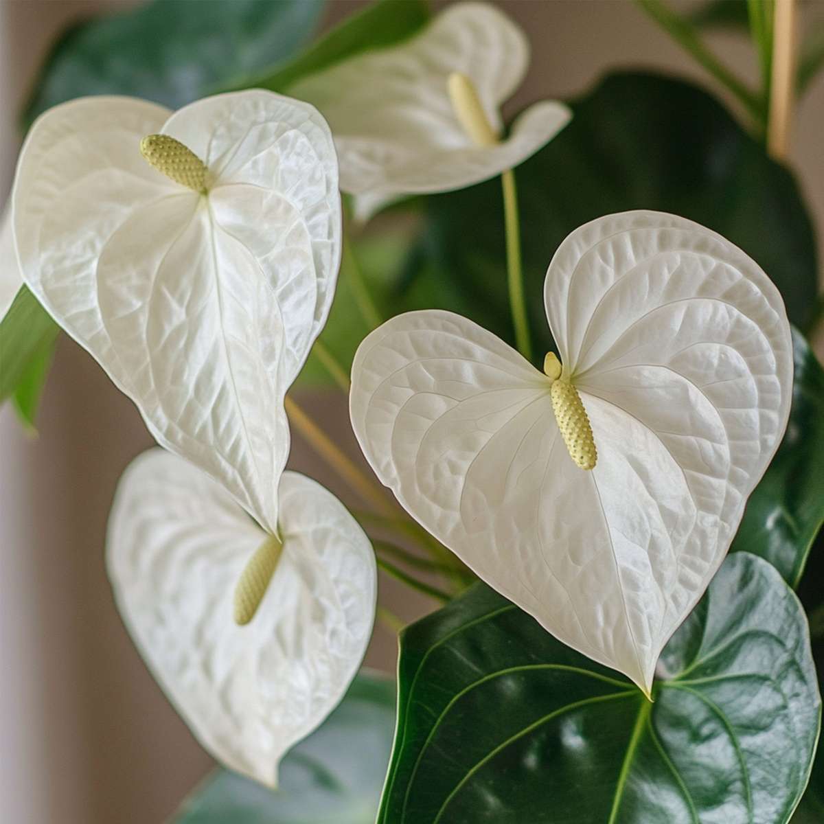 Floarea flamingo - Anthurium 'Alpine White' - Înălțime 40-55cm - ø14cm