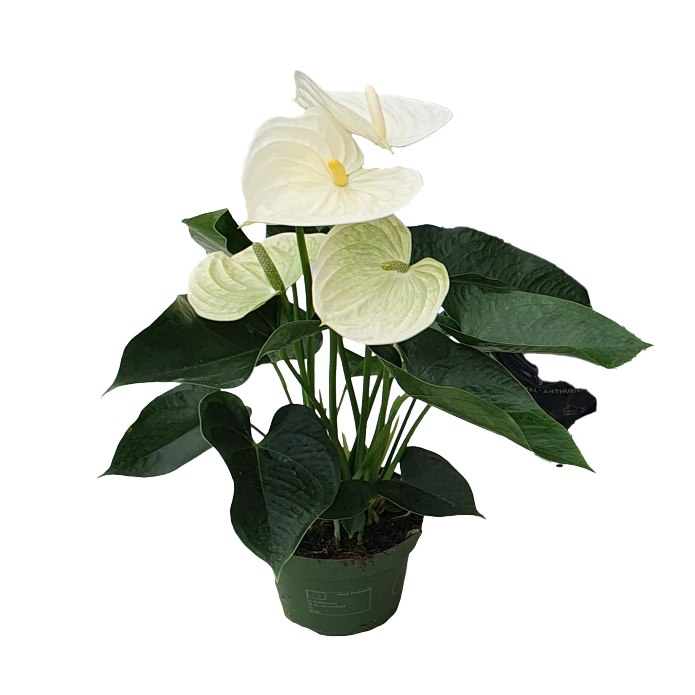 Floarea flamingo - Anthurium 'Alpine White' - Înălțime 40-55cm - ø14cm