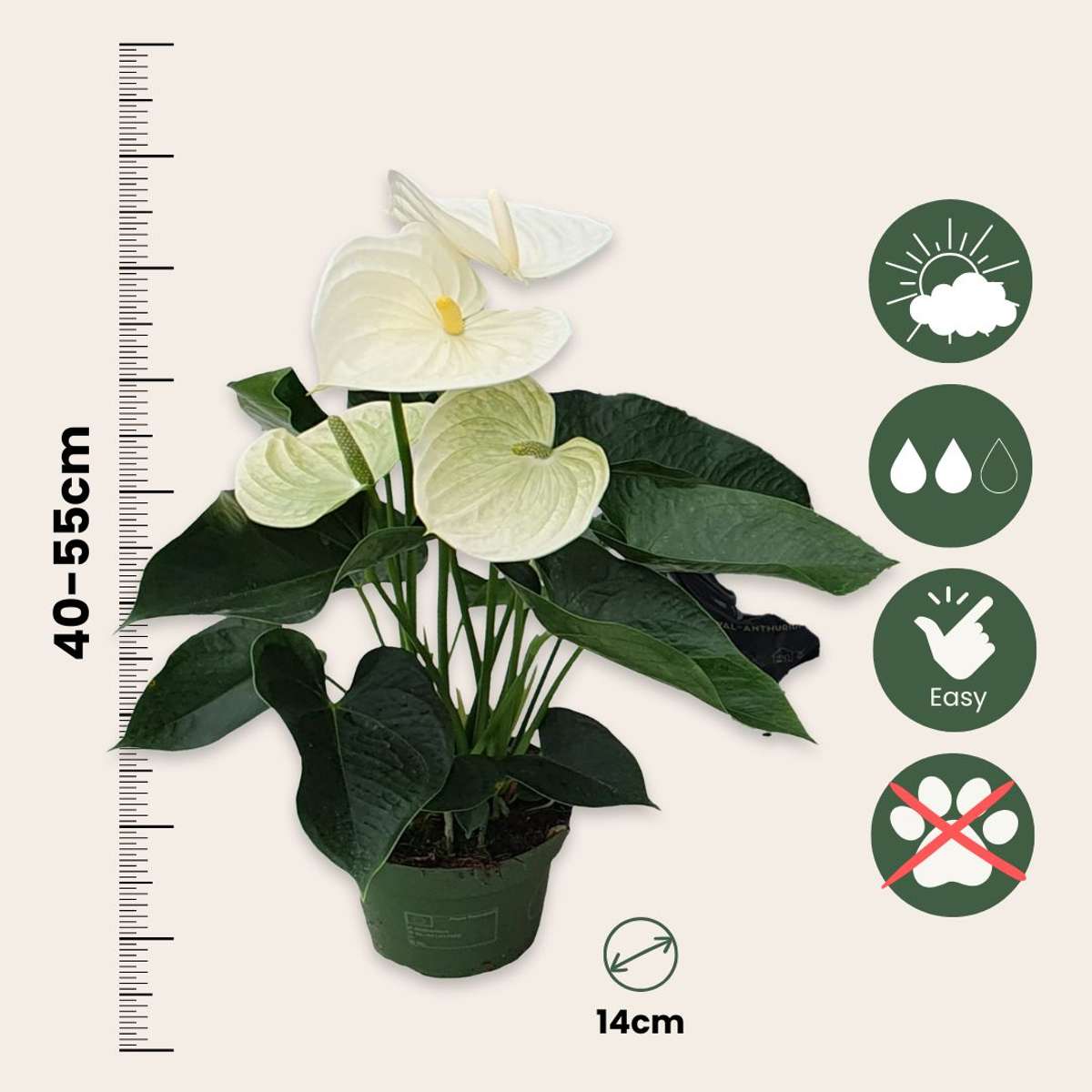 Floarea flamingo - Anthurium 'Alpine White' - Înălțime 40-55cm - ø14cm