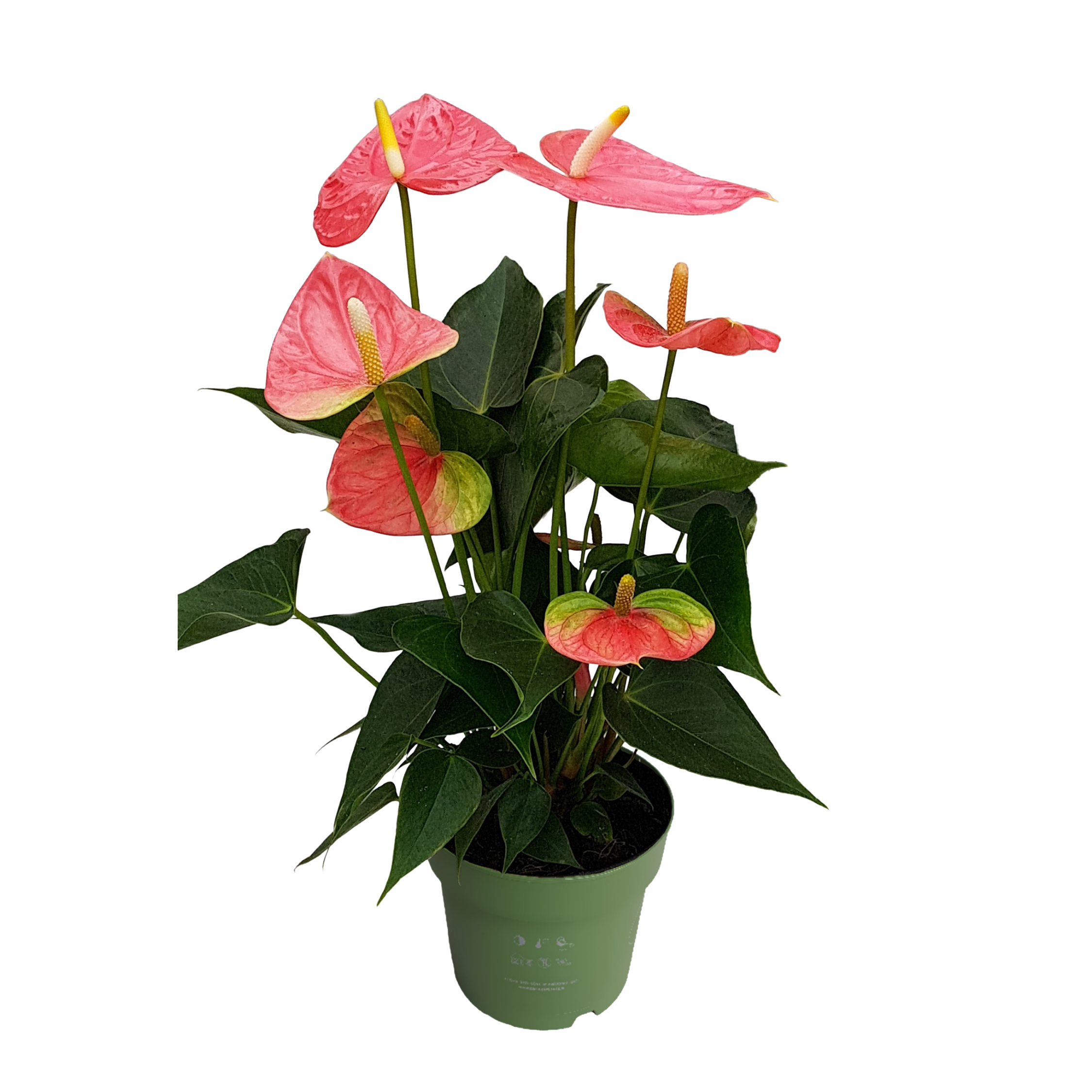 Floarea flamingo - Anthurium 'Colorado Pink' - Înălțime 40-55cm - ø14cm