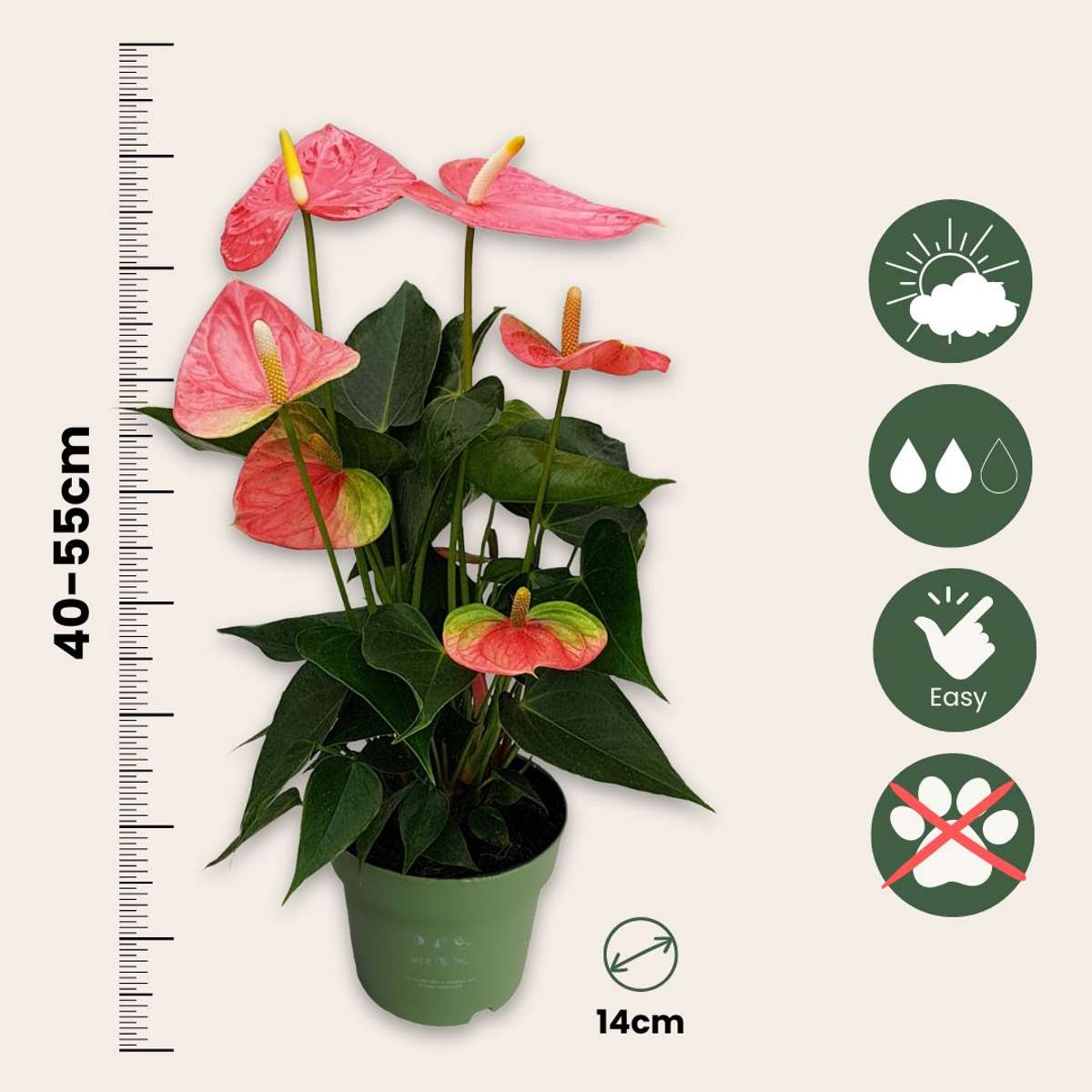 Floarea flamingo - Anthurium 'Colorado Pink' - Înălțime 40-55cm - ø14cm
