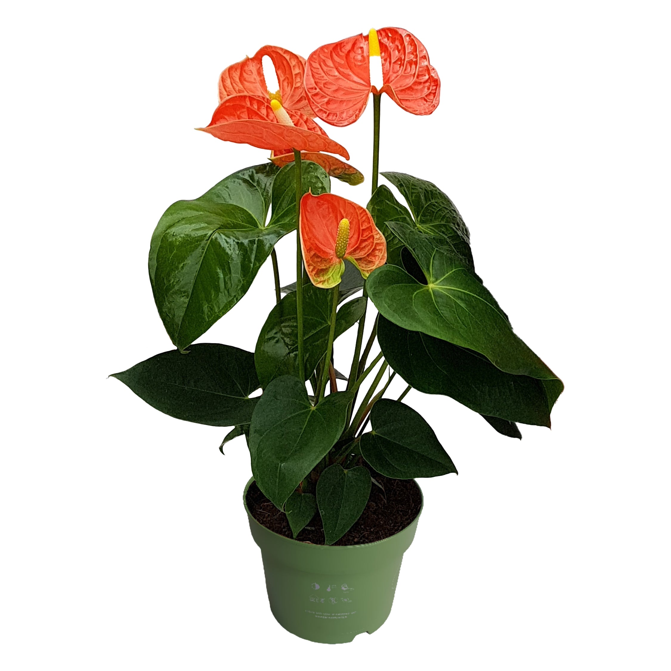 Floarea flamingo - Anthurium 'Madural Orange' - Înălțime 40-55cm - ø14cm