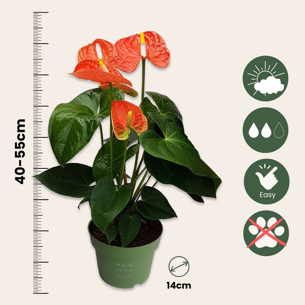 Floarea flamingo - Anthurium 'Madural Orange' - Înălțime 40-55cm - ø14cm