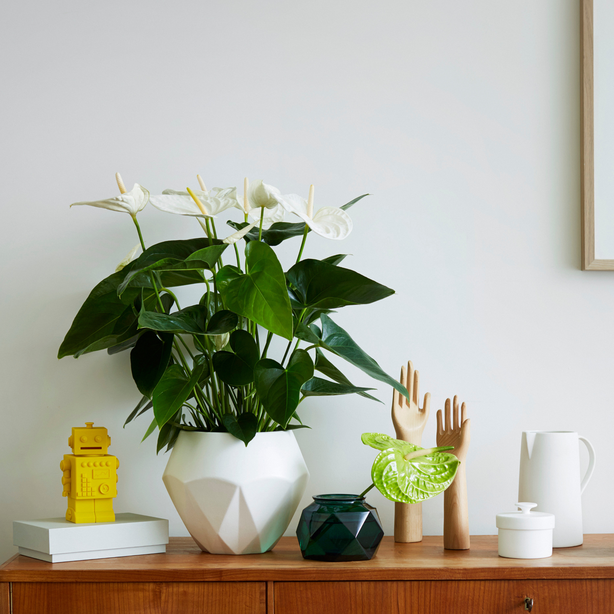 Floarea flamingo - Anthurium 'Alaska White' - Înălțime 55-70cm - ø17cm