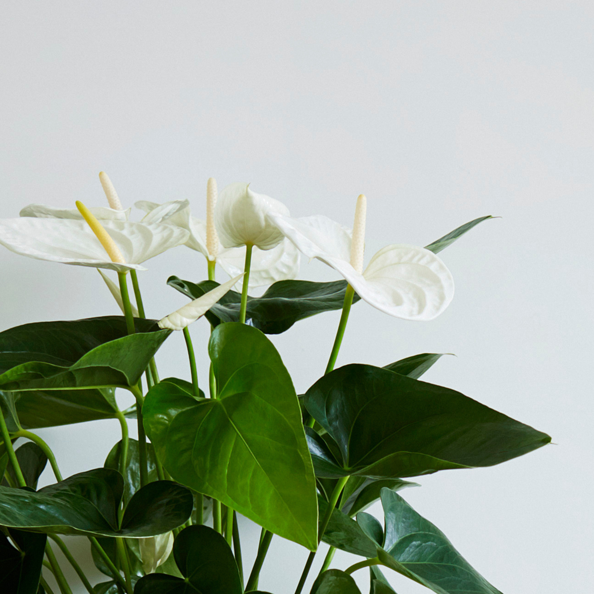 Floarea flamingo - Anthurium 'Alaska White' - Înălțime 55-70cm - ø17cm