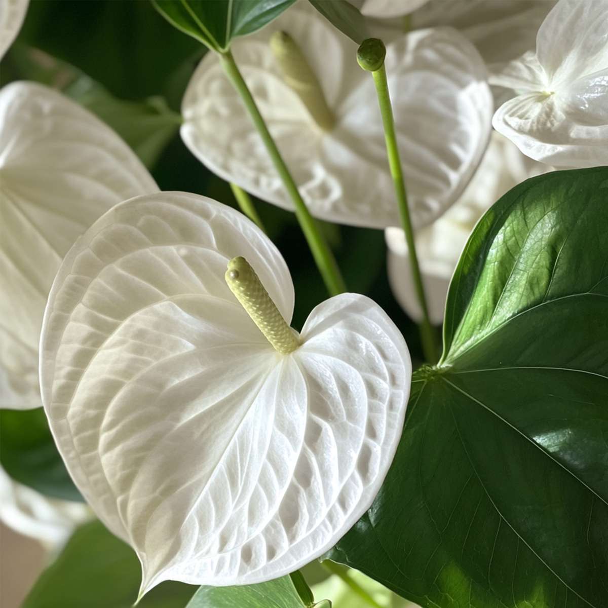 Floarea flamingo - Anthurium 'Alaska White' - Înălțime 55-70cm - ø17cm