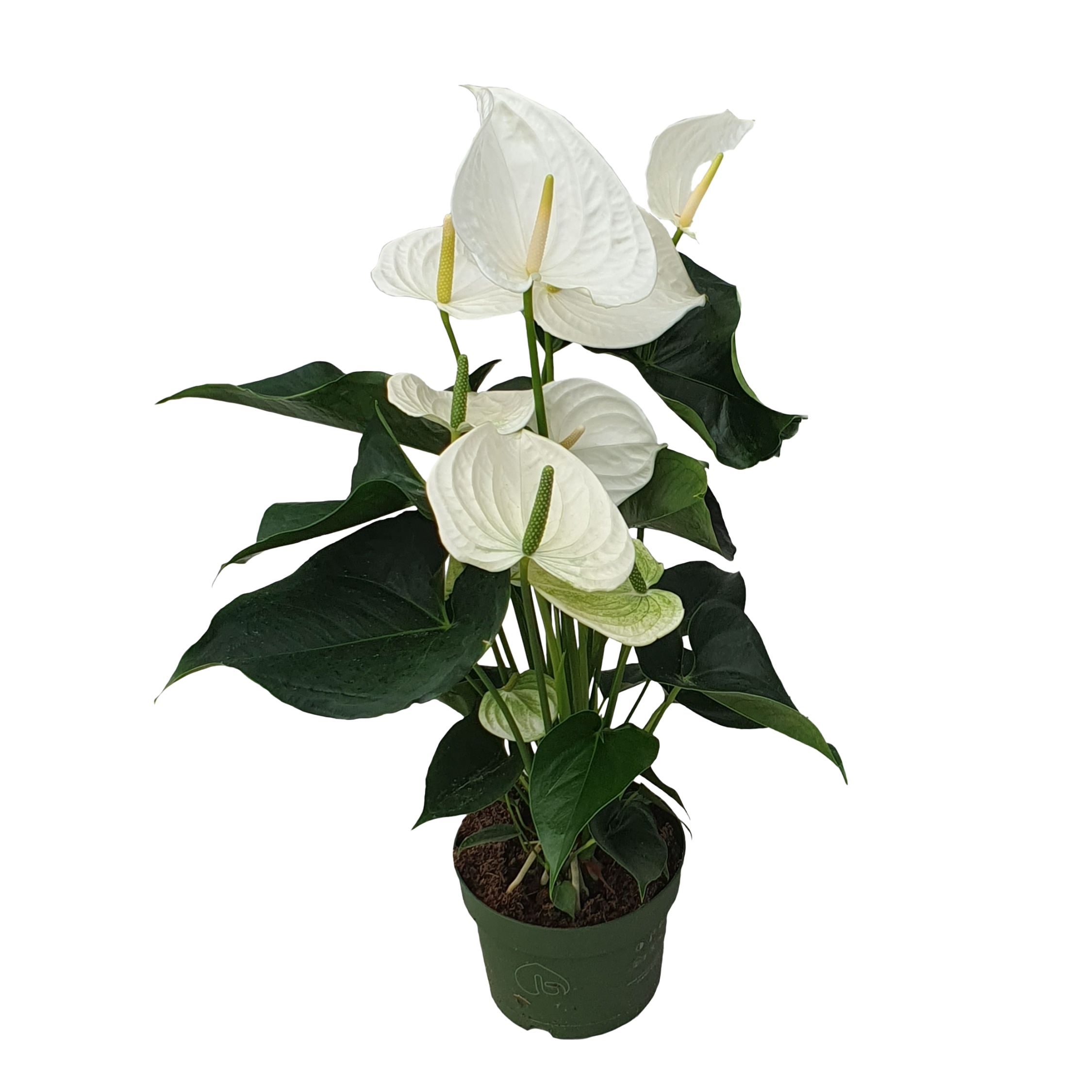 Floarea flamingo - Anthurium 'Alaska White' - Înălțime 55-70cm - ø17cm