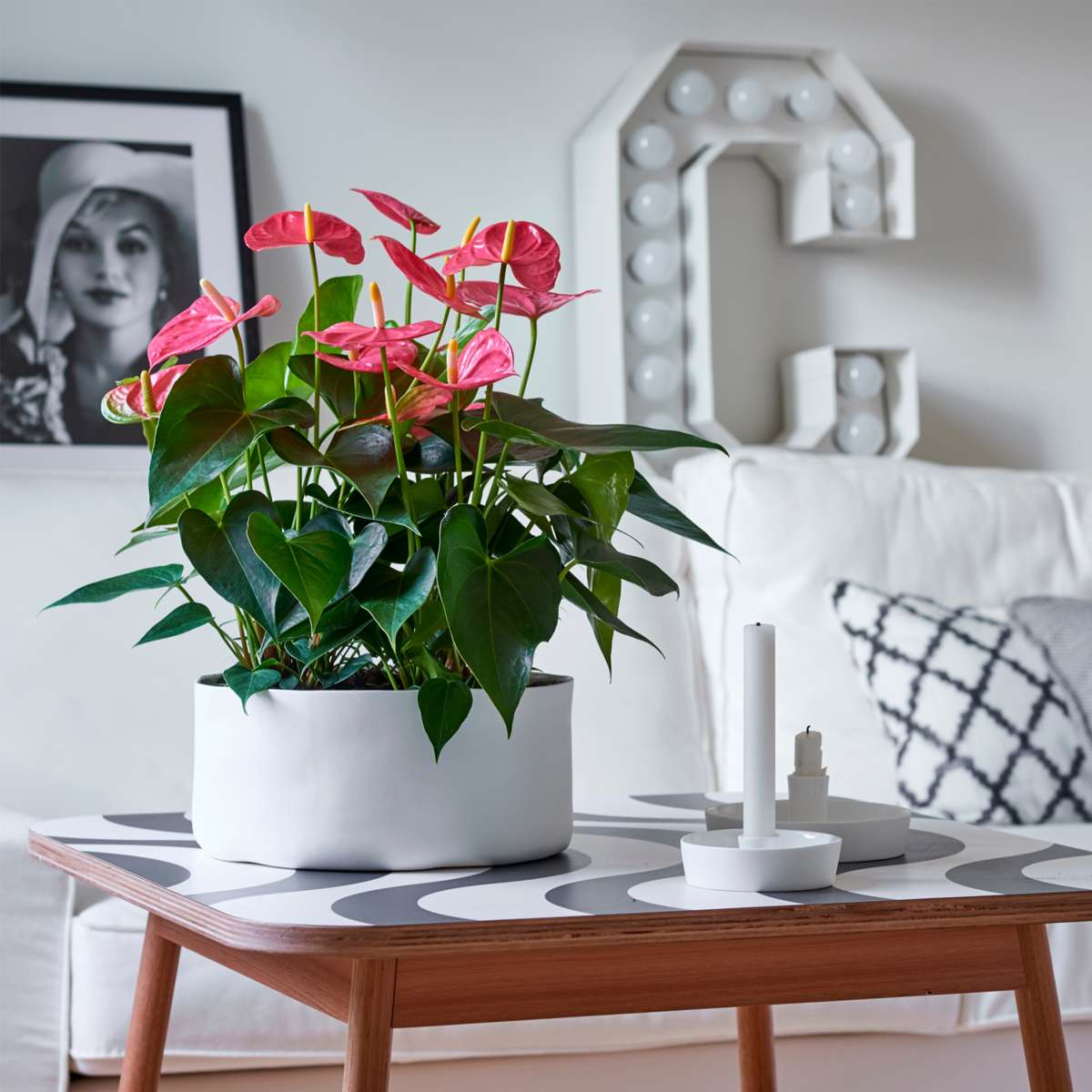 Floarea flamingo - Anthurium 'Maine Pink' - Înălțime 55-70cm - ø17cm