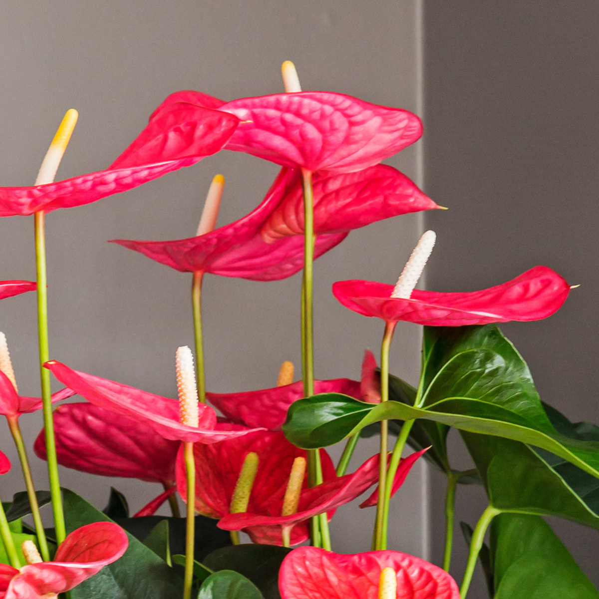 Floarea flamingo - Anthurium 'Maine Pink' - Înălțime 55-70cm - ø17cm