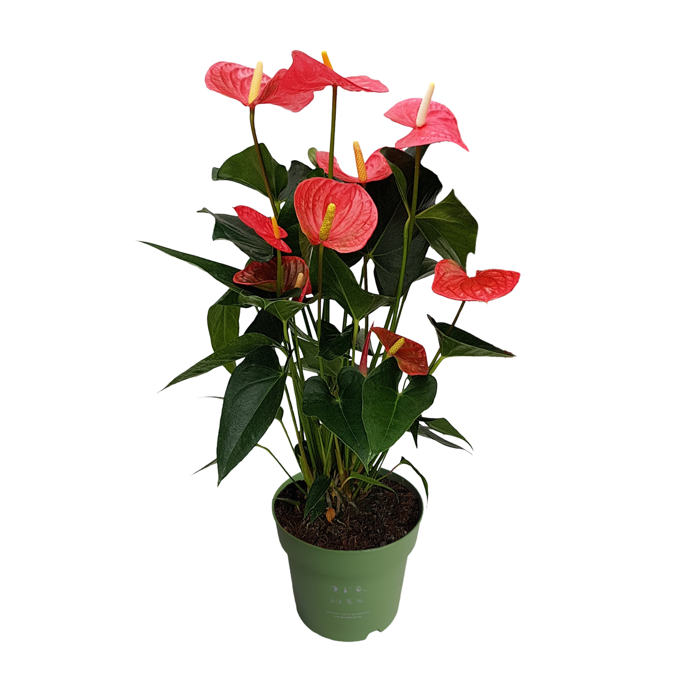 Floarea flamingo - Anthurium 'Maine Pink' - Înălțime 55-70cm - ø17cm