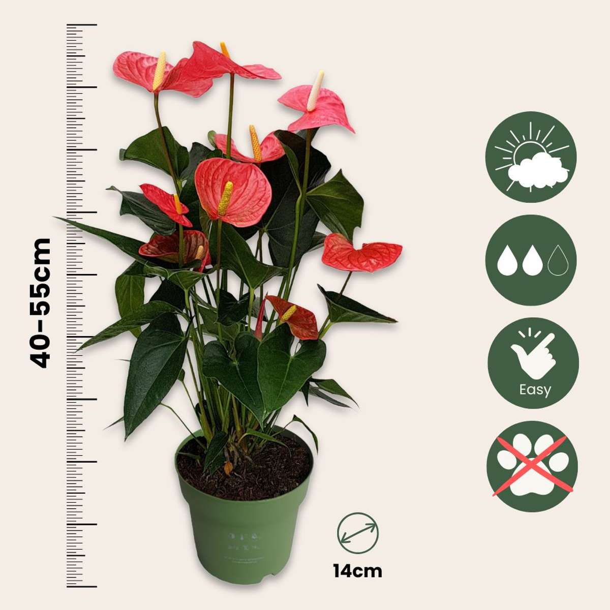 Floarea flamingo - Anthurium 'Maine Pink' - Înălțime 55-70cm - ø17cm